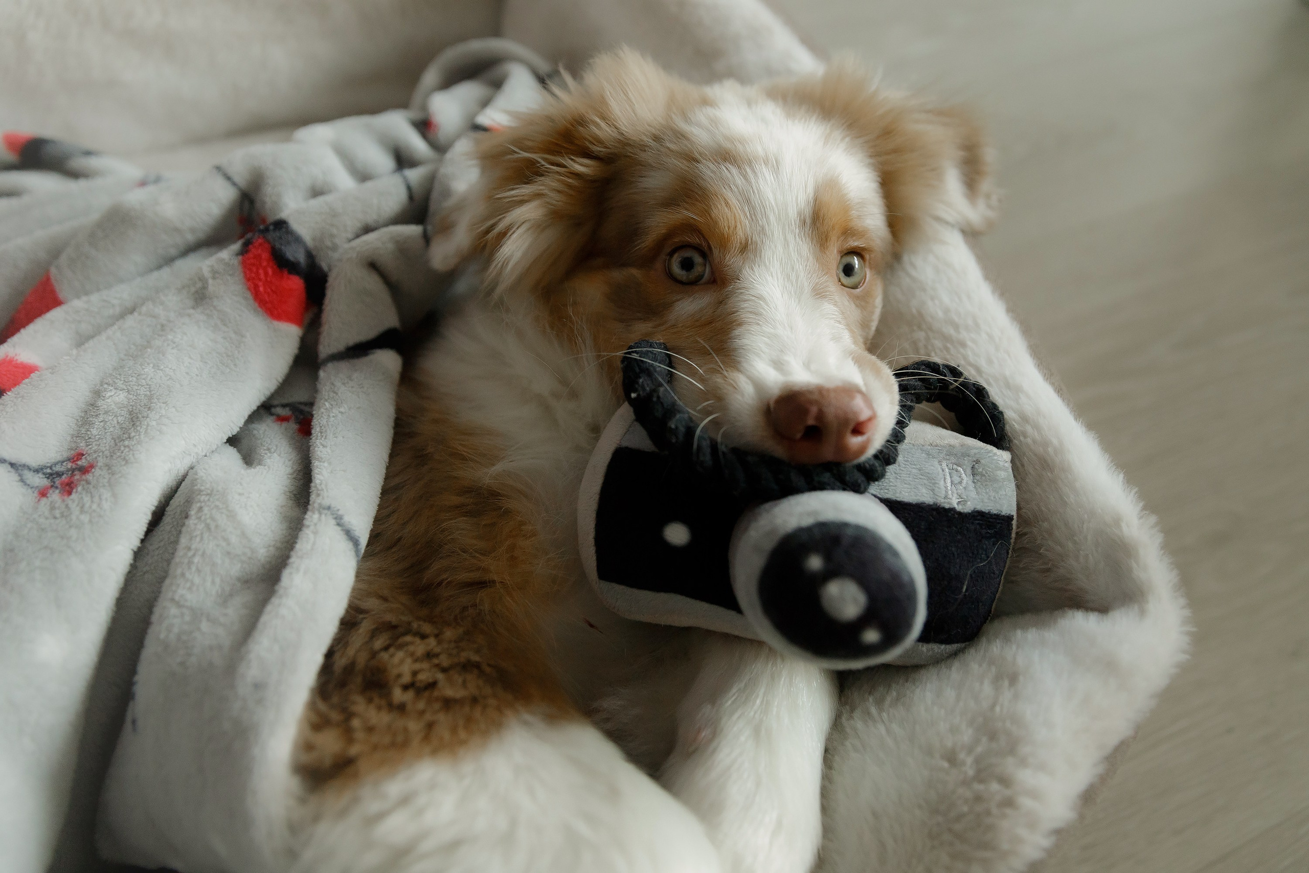 Fotografia psów Wrocław. Kaja | fotograf we Wrocławiu | ludzie i psy