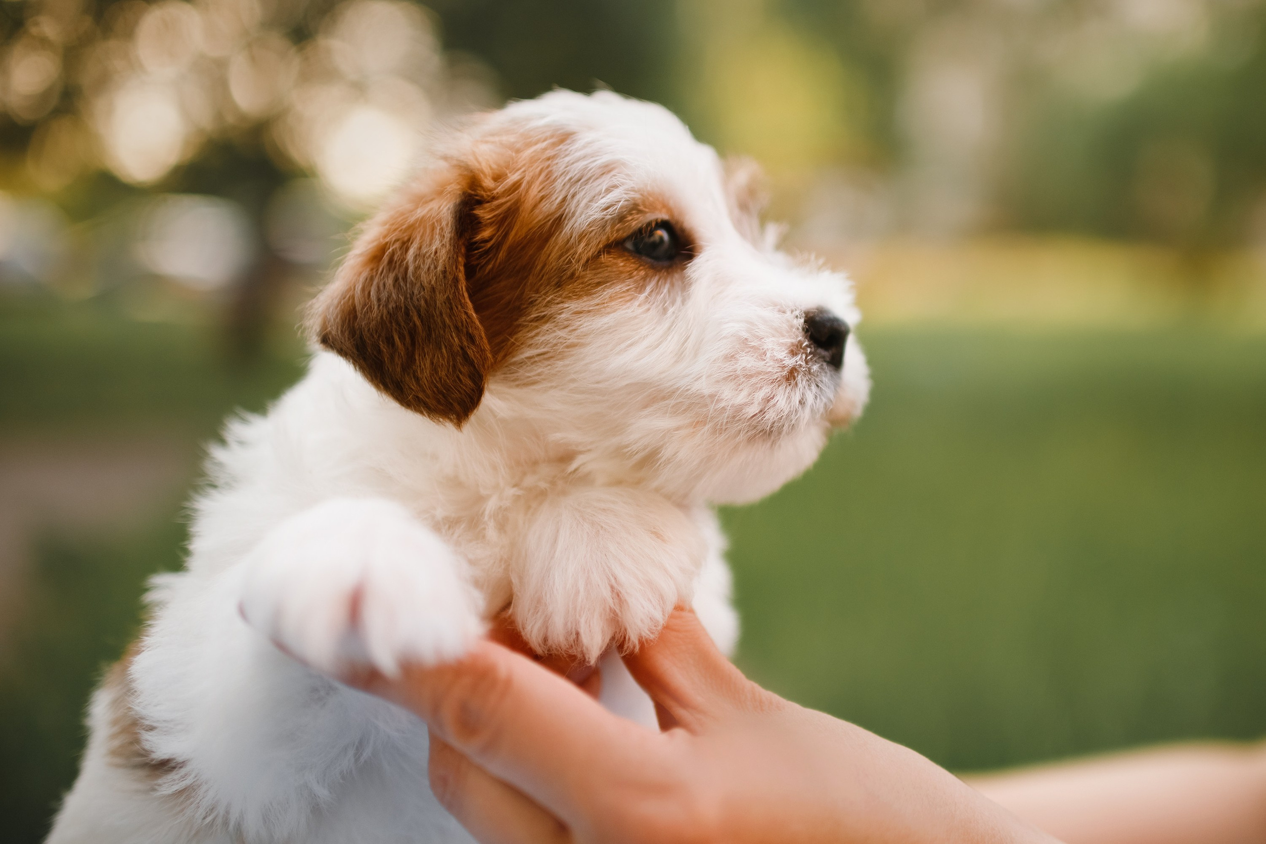 Jack russel puppies. Kaja | fotograf we Wrocławiu | ludzie i psy