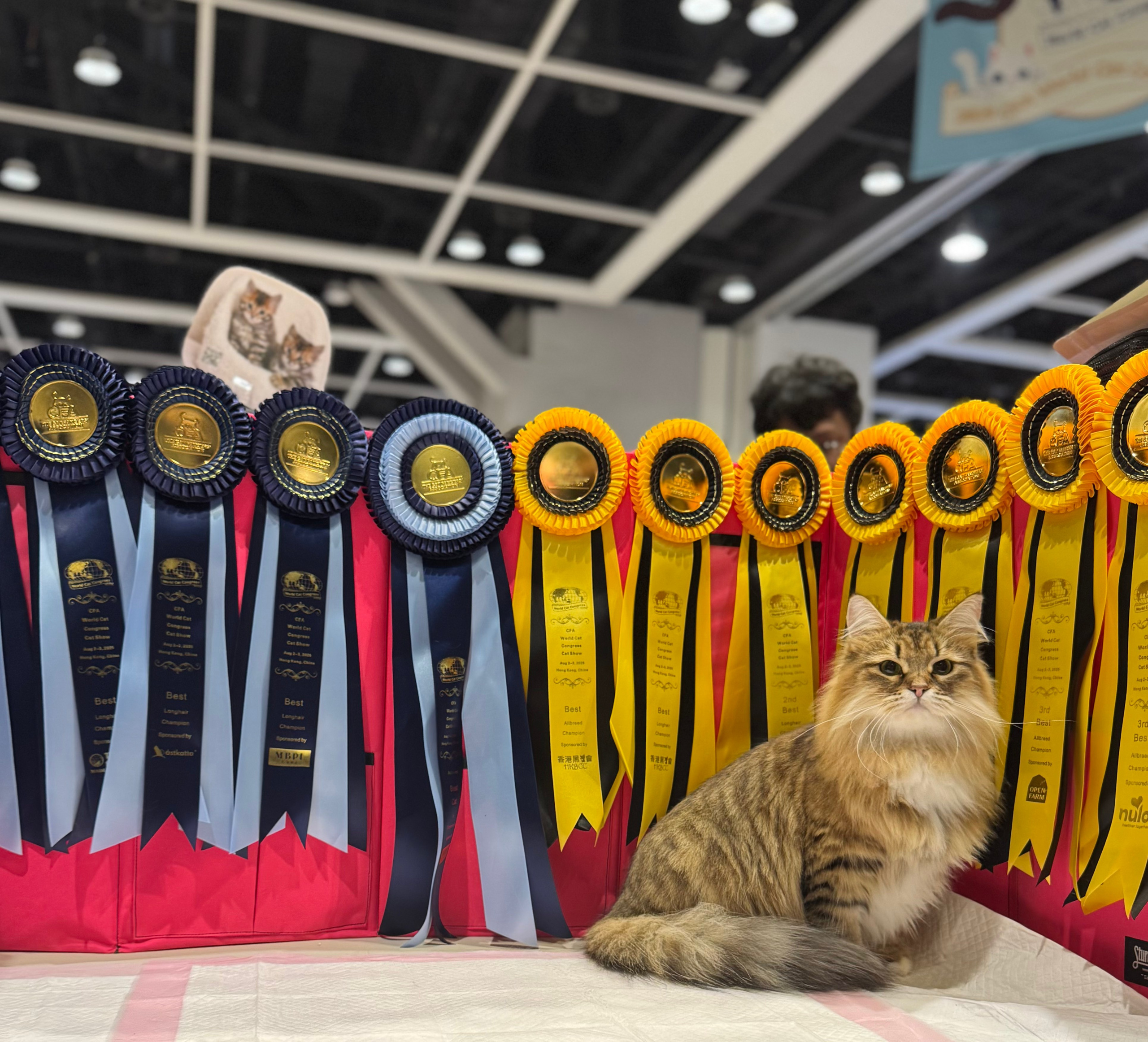 👸 Lemon Green Brigitte Bardot（1 Show Grand unofficially).                                                              2nd Best Longhair Premier + 8th Best Allbreed Premiership by Marilee Griswold.                        2nd Best Longhair Premier by Satu Hamalainen (FIFE)8th Best Allbreed Premiership by Fabrice Calmes (WCF)