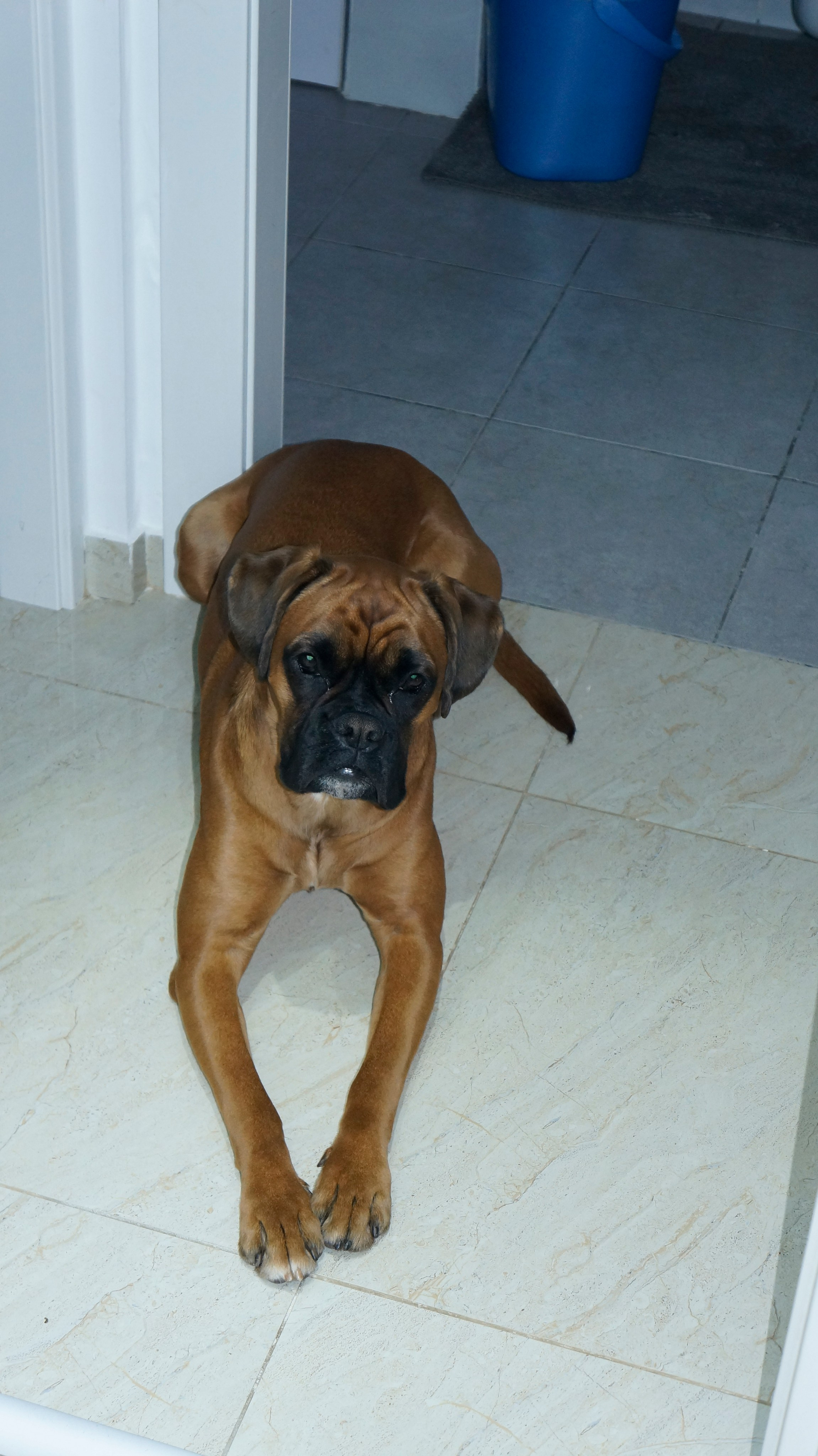 My ״Star״ Boxer Dog