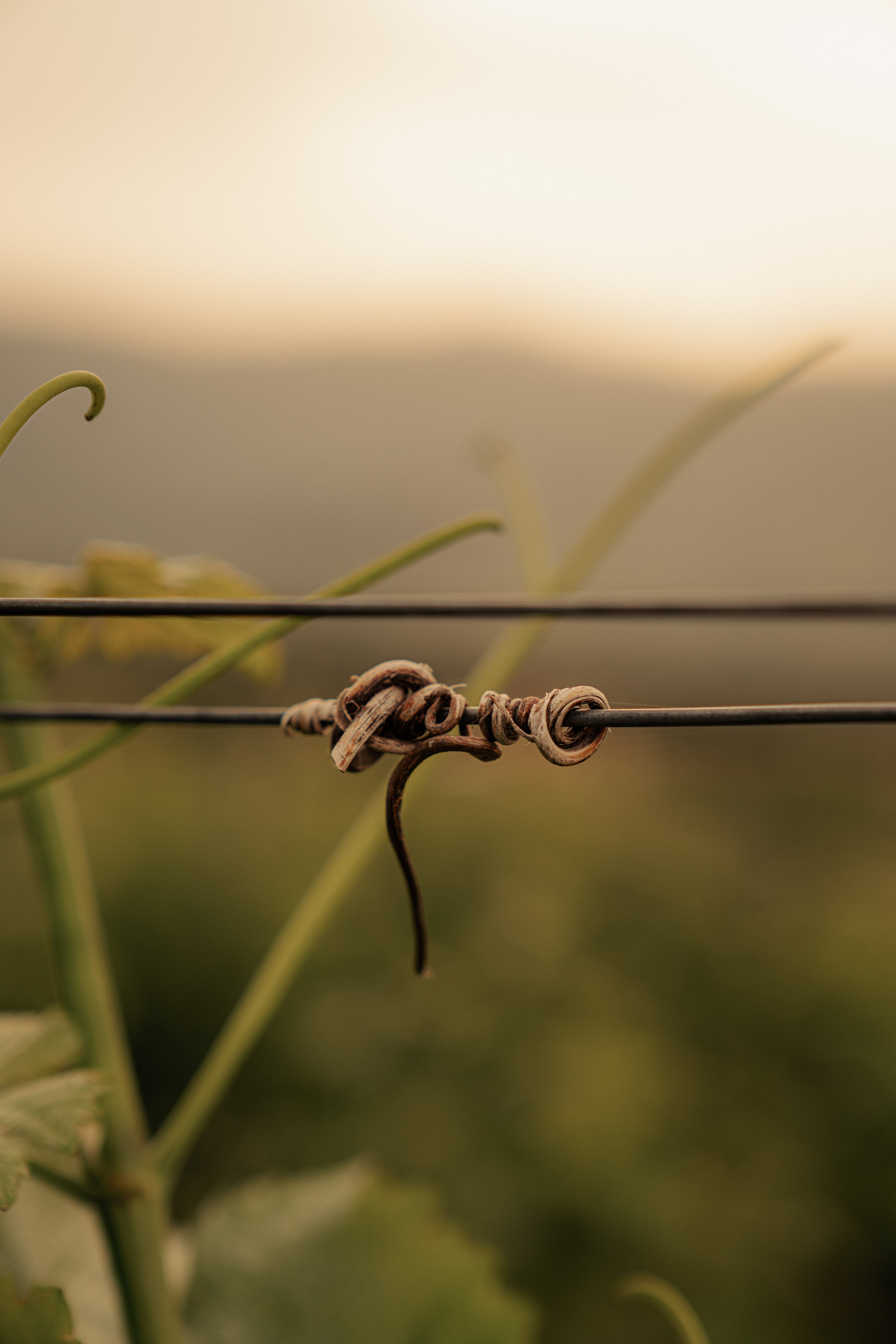 Estates Costa Lazaridi