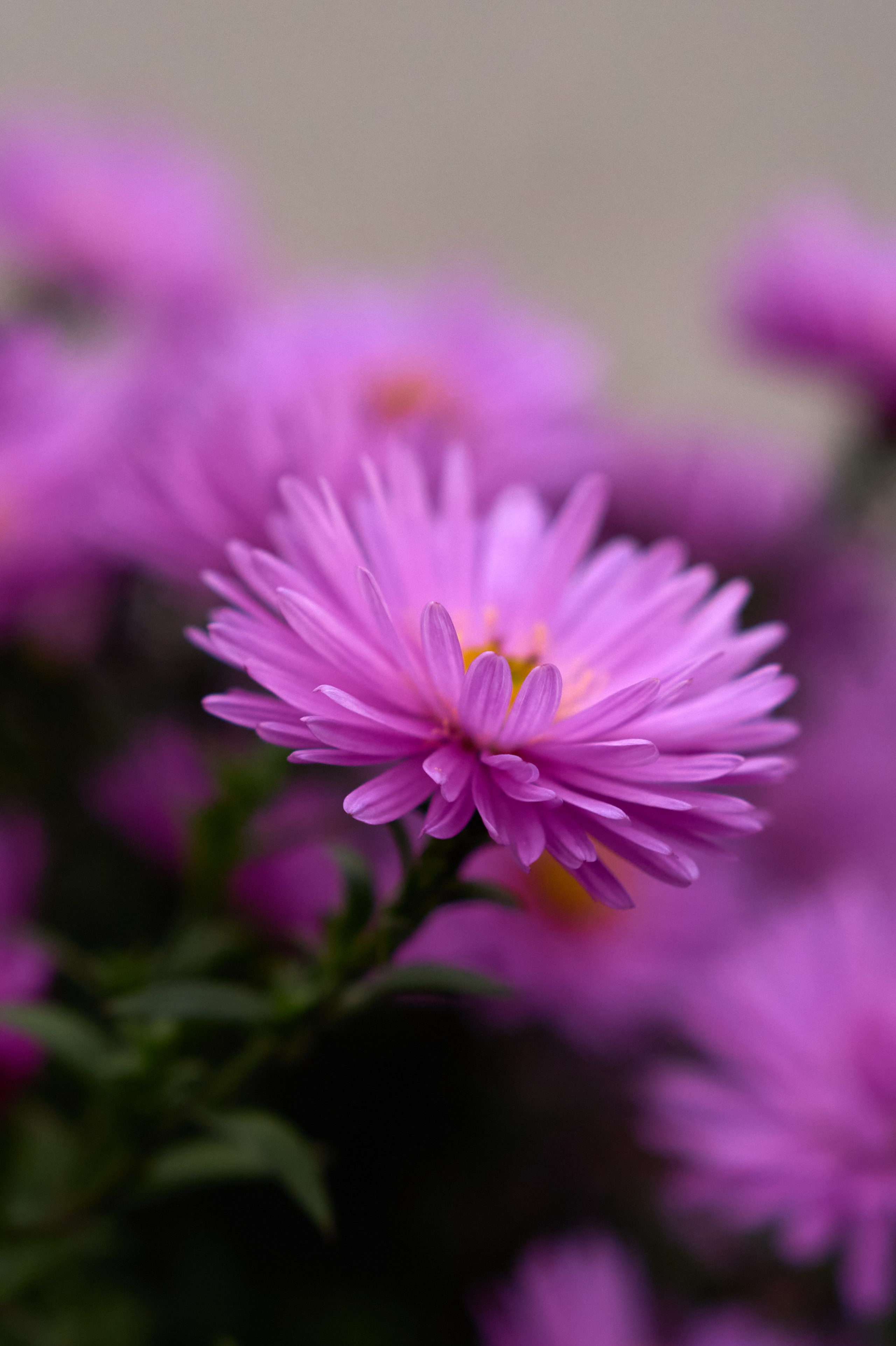 Природа. Photographer Нелли Биева