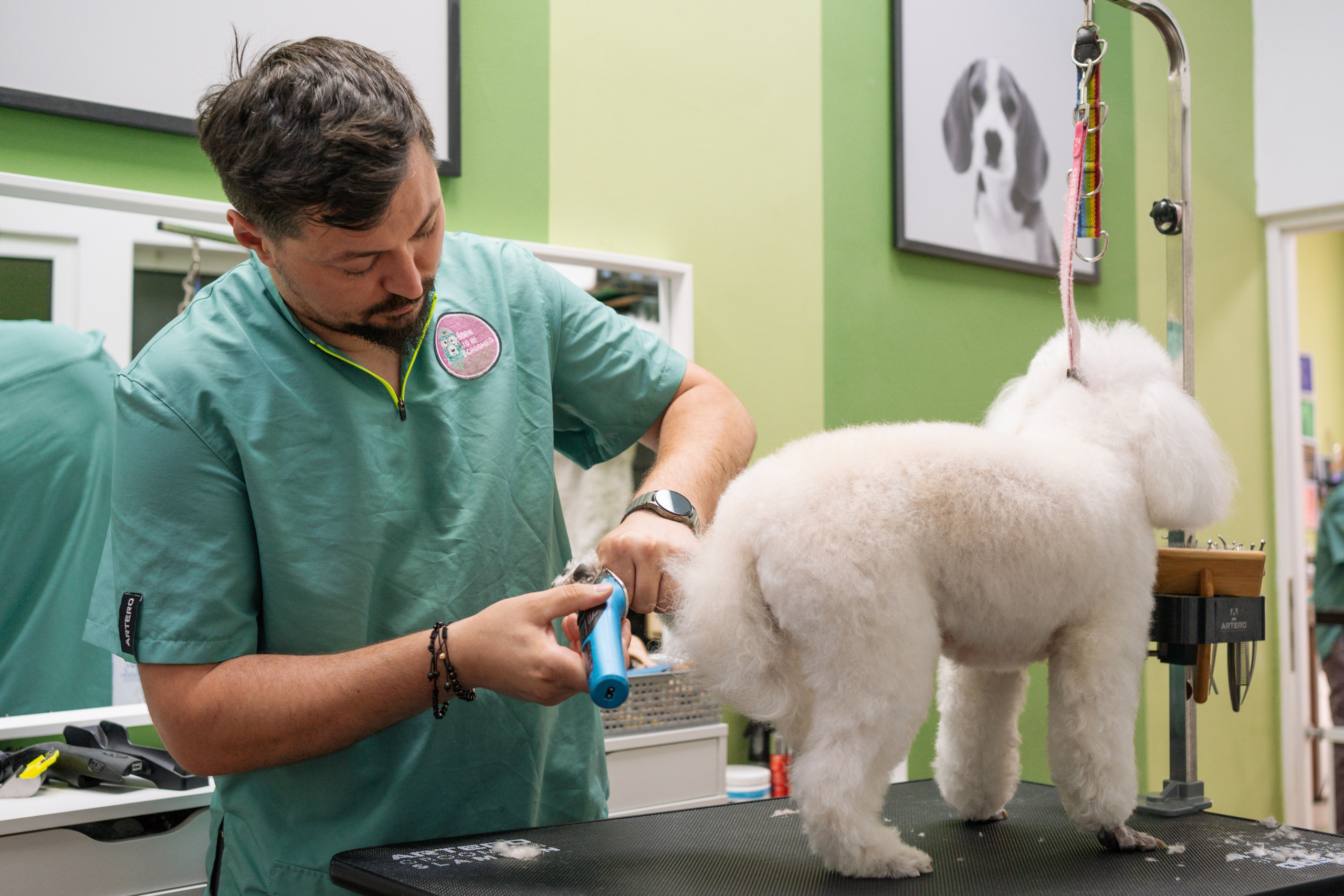 PetGroom Timisoara. Cozac Cristian Photographer