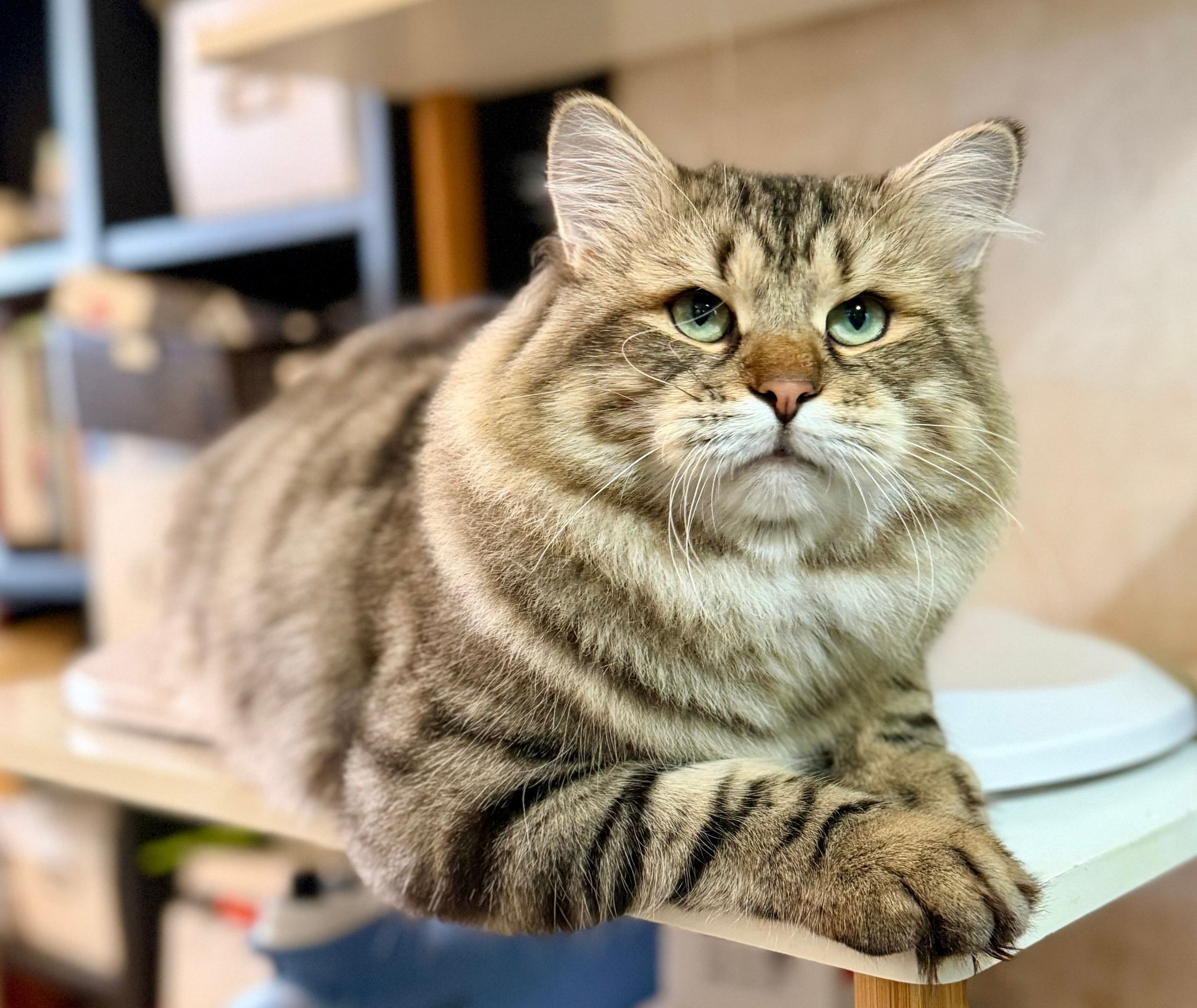 LEMON GREEN SIBERIANS CHUDO