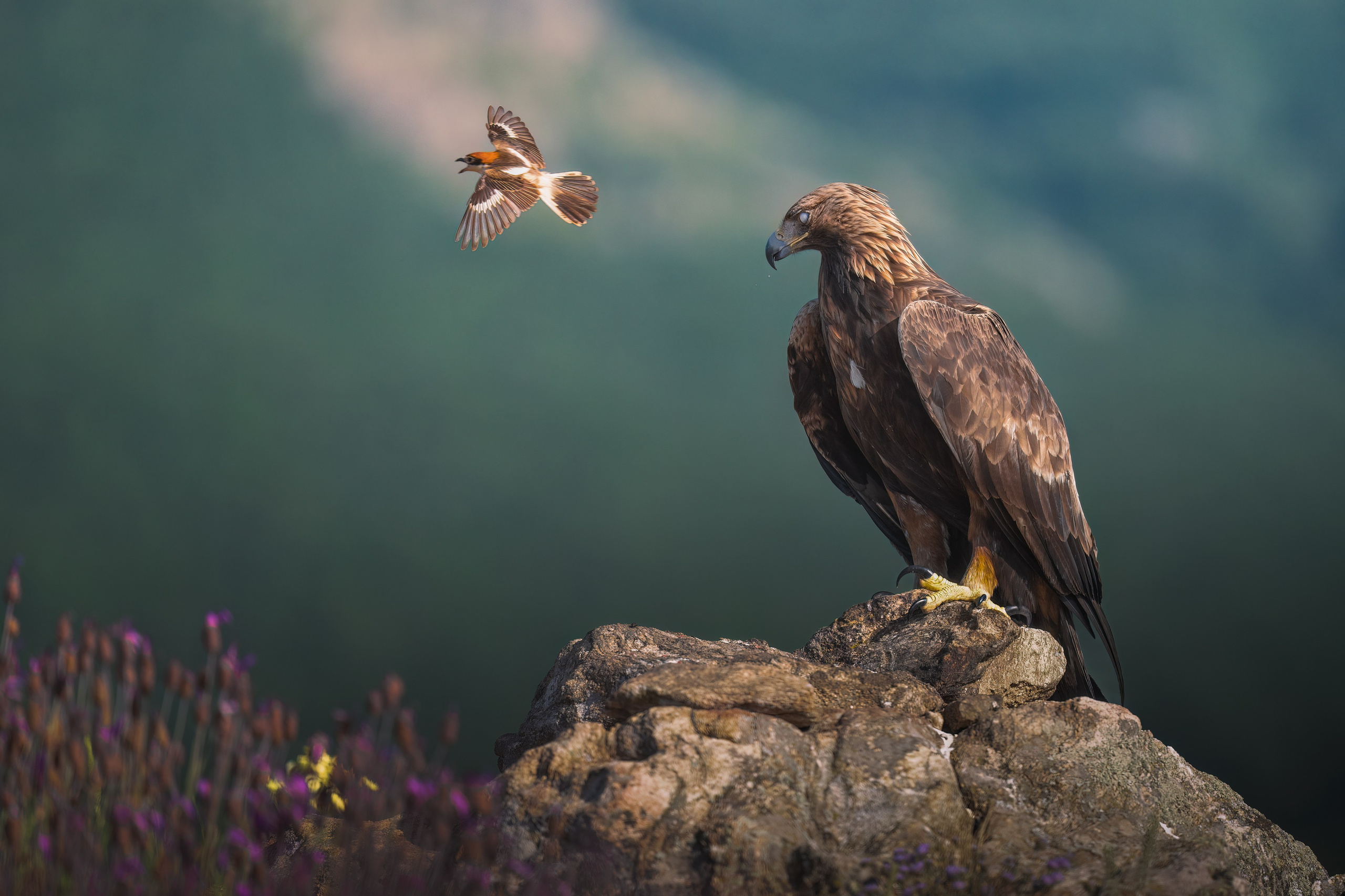 GALLERY. Fine art wildlife photographer Alexandra Surkova