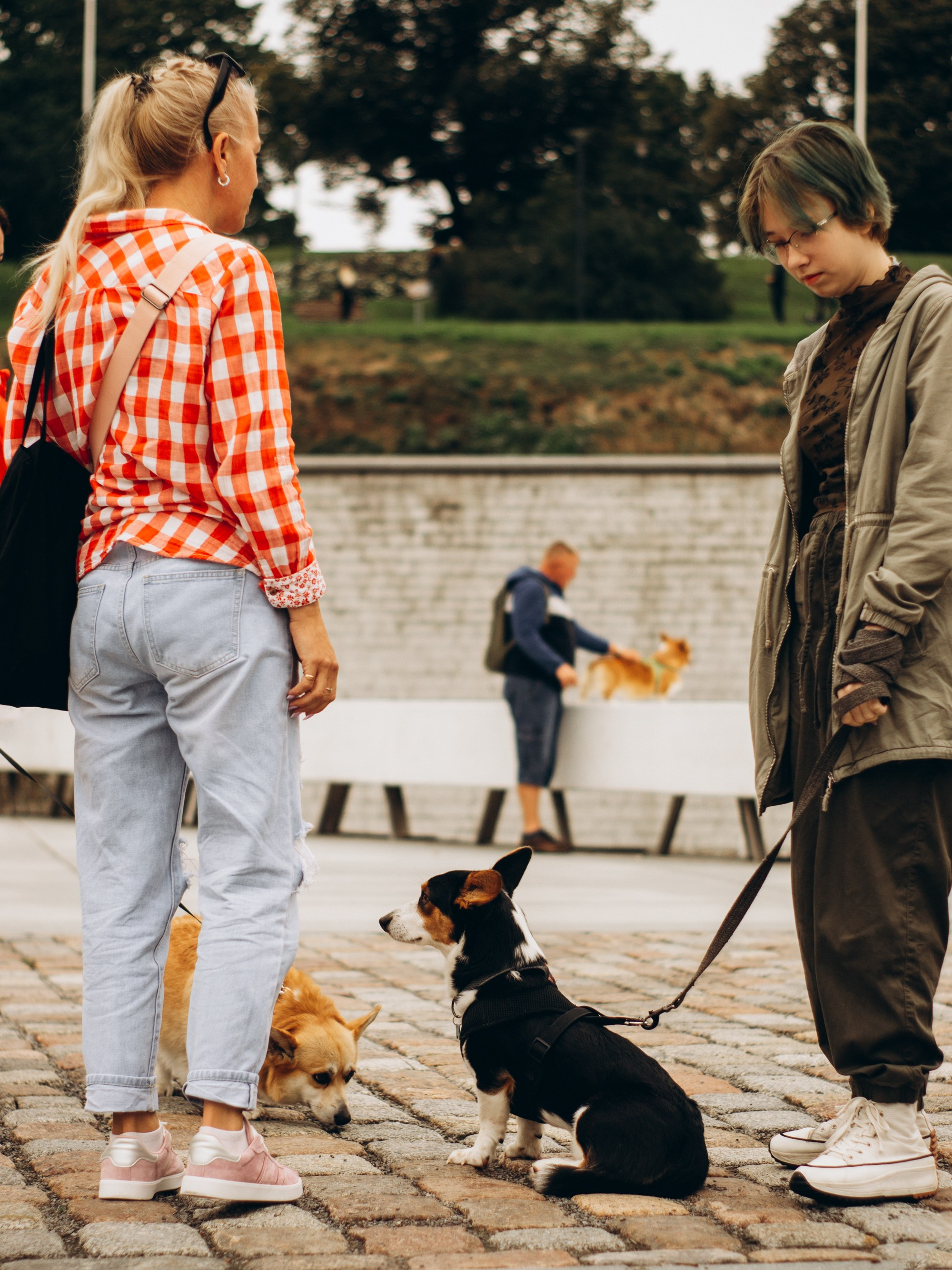 Corgi party, september. Kat Laisaar — Pet photographer in Tallinn