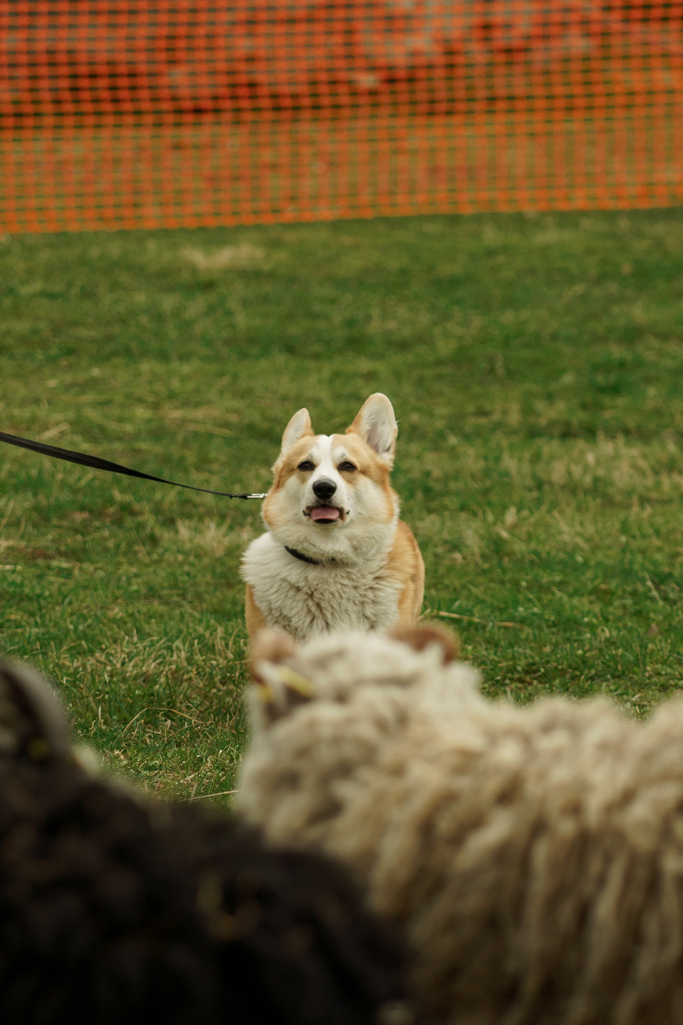 Herding Days, 26 apr. 2025. Kat Laisaar — Pet photographer in Tallinn