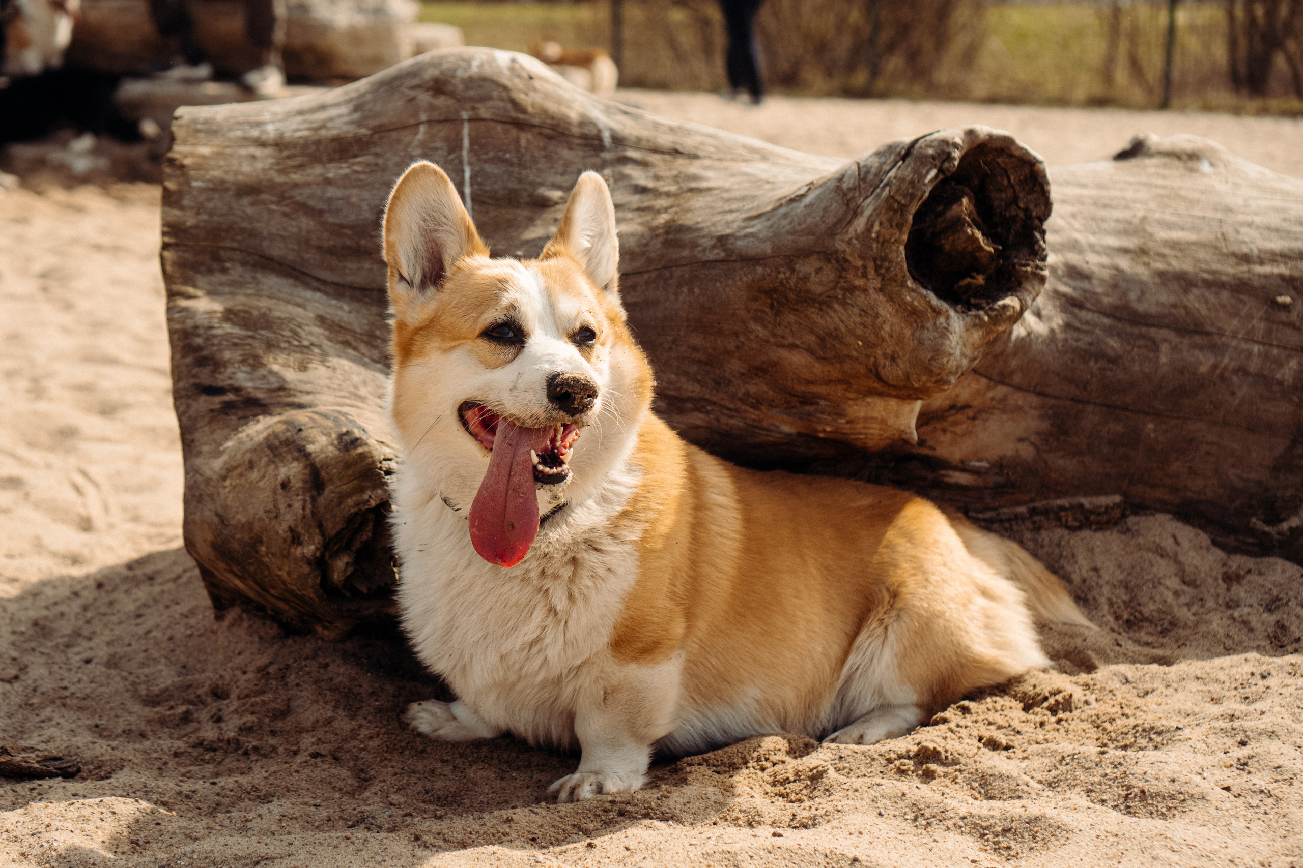 Corgi party, 18 apr. 2025. Kat Laisaar — Pet photographer in Tallinn