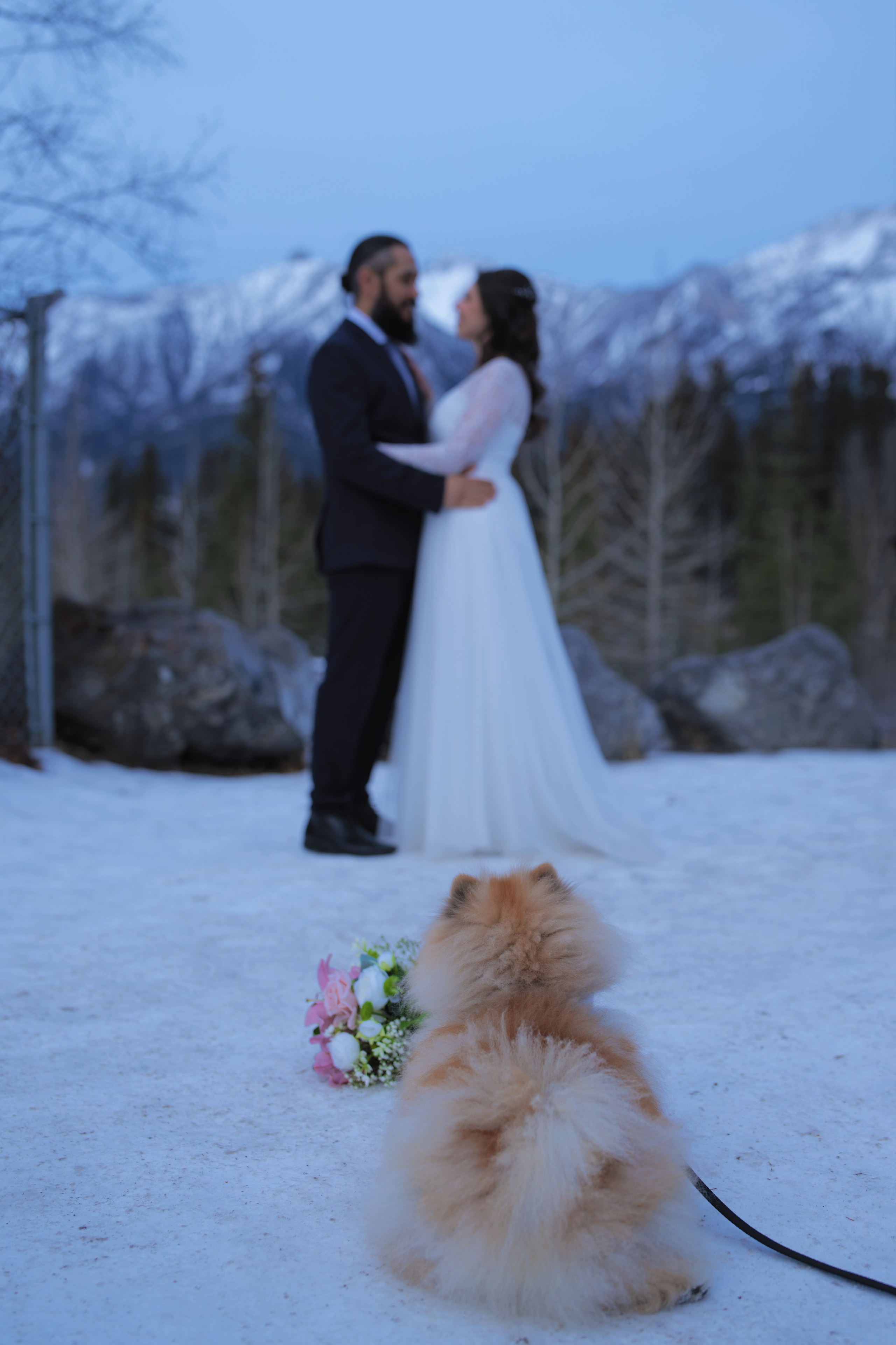 Ani + Elton. Allo Photography by Carlos Lima  in Calgary