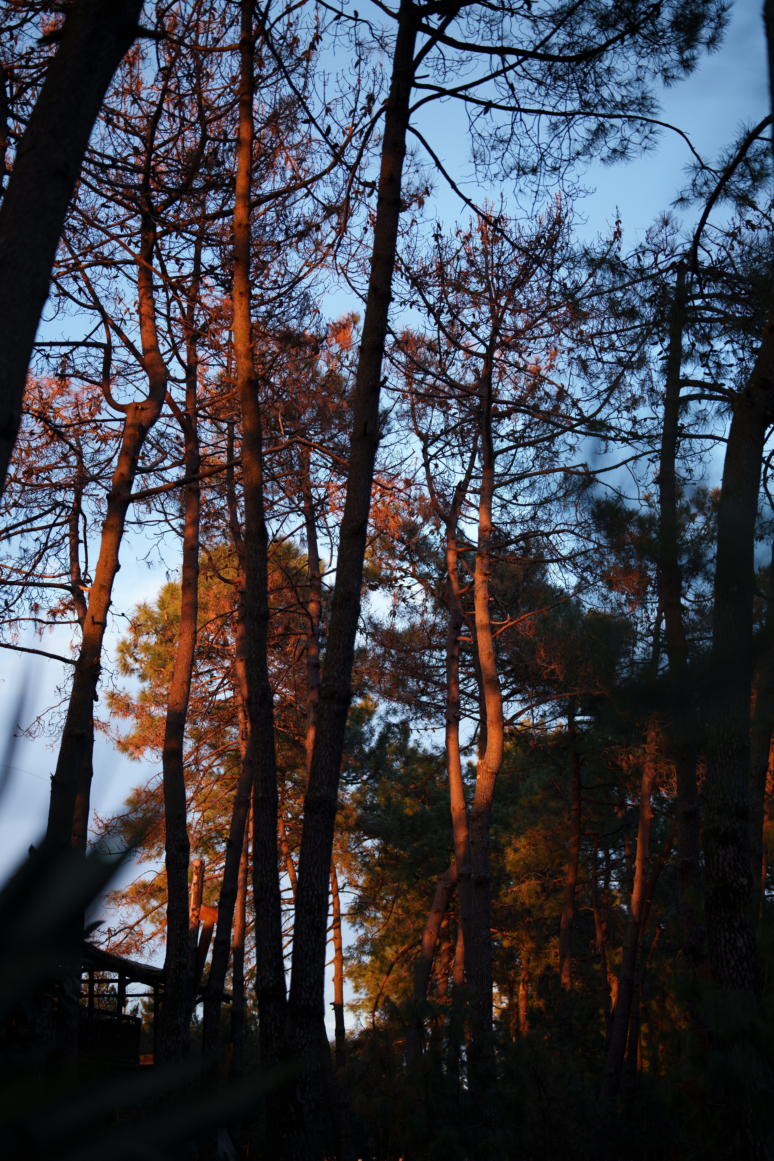 Batumi evening. Ekaterina Verbitskaya. Photography