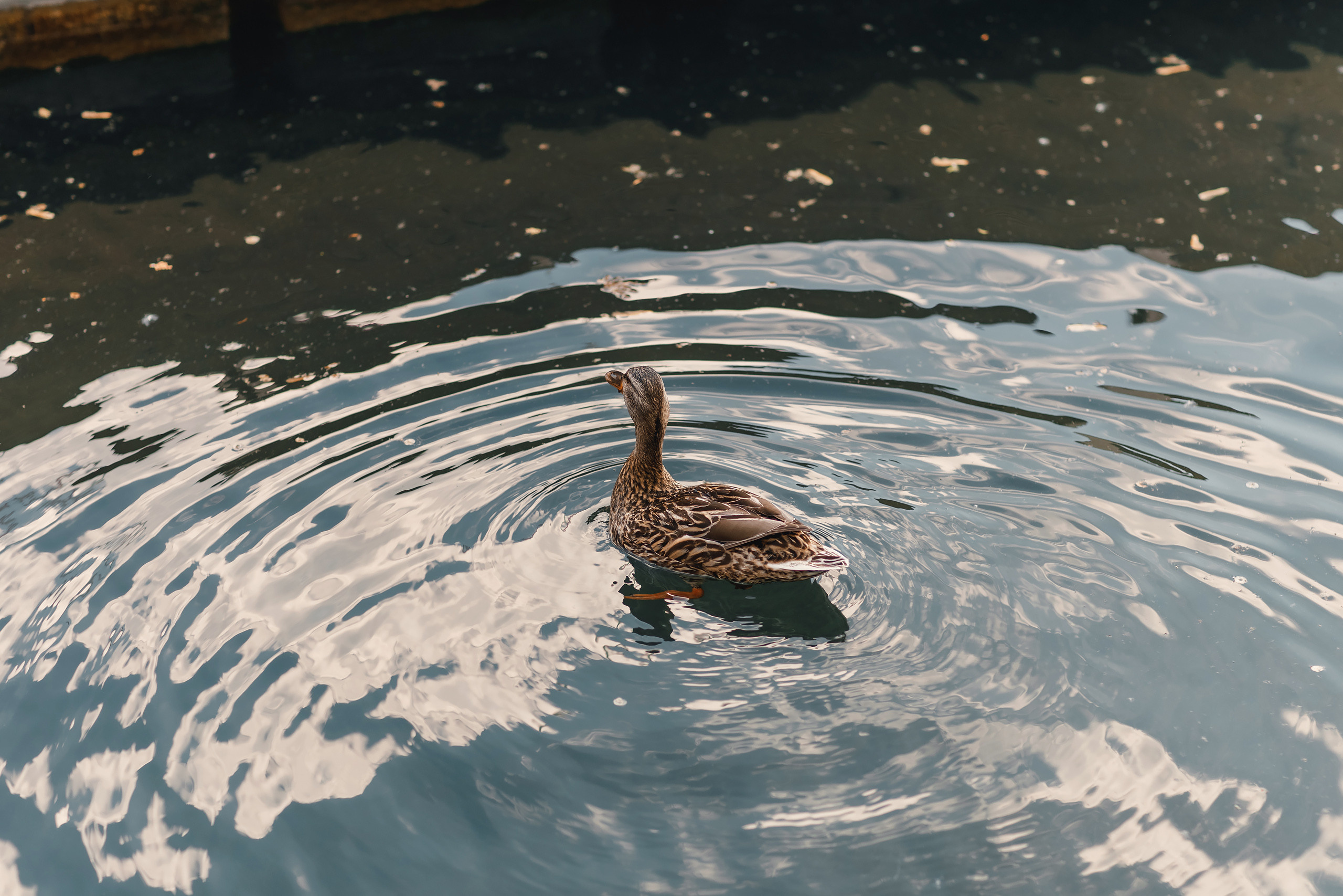 05.22.2021 Family photoshoot. Wedding family event photographer in Chicago Nick Yushevich