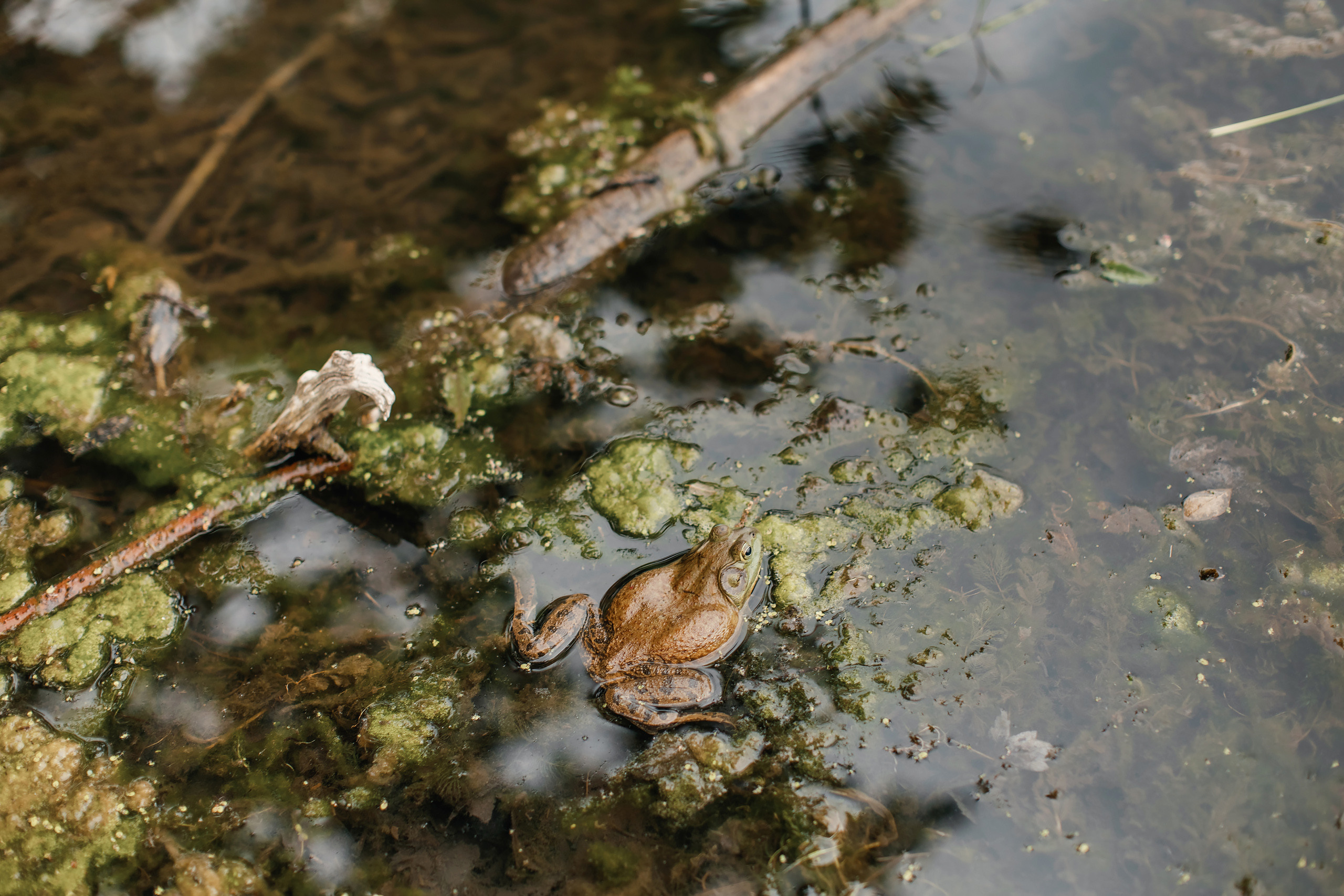 05.23.2021 Family photoshoot. Wedding family event photographer in Chicago Nick Yushevich