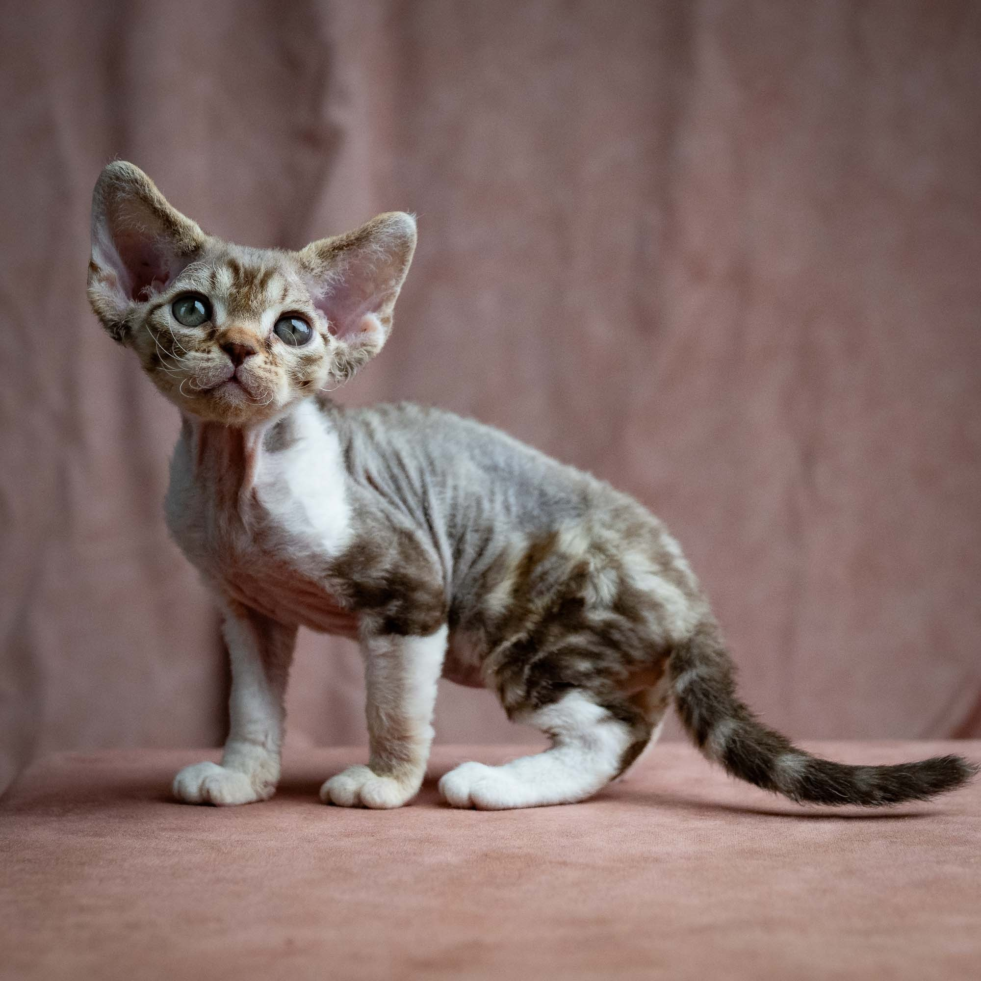 Simon, boy, born 05.15.26. Devon Rex Pixie Cattery