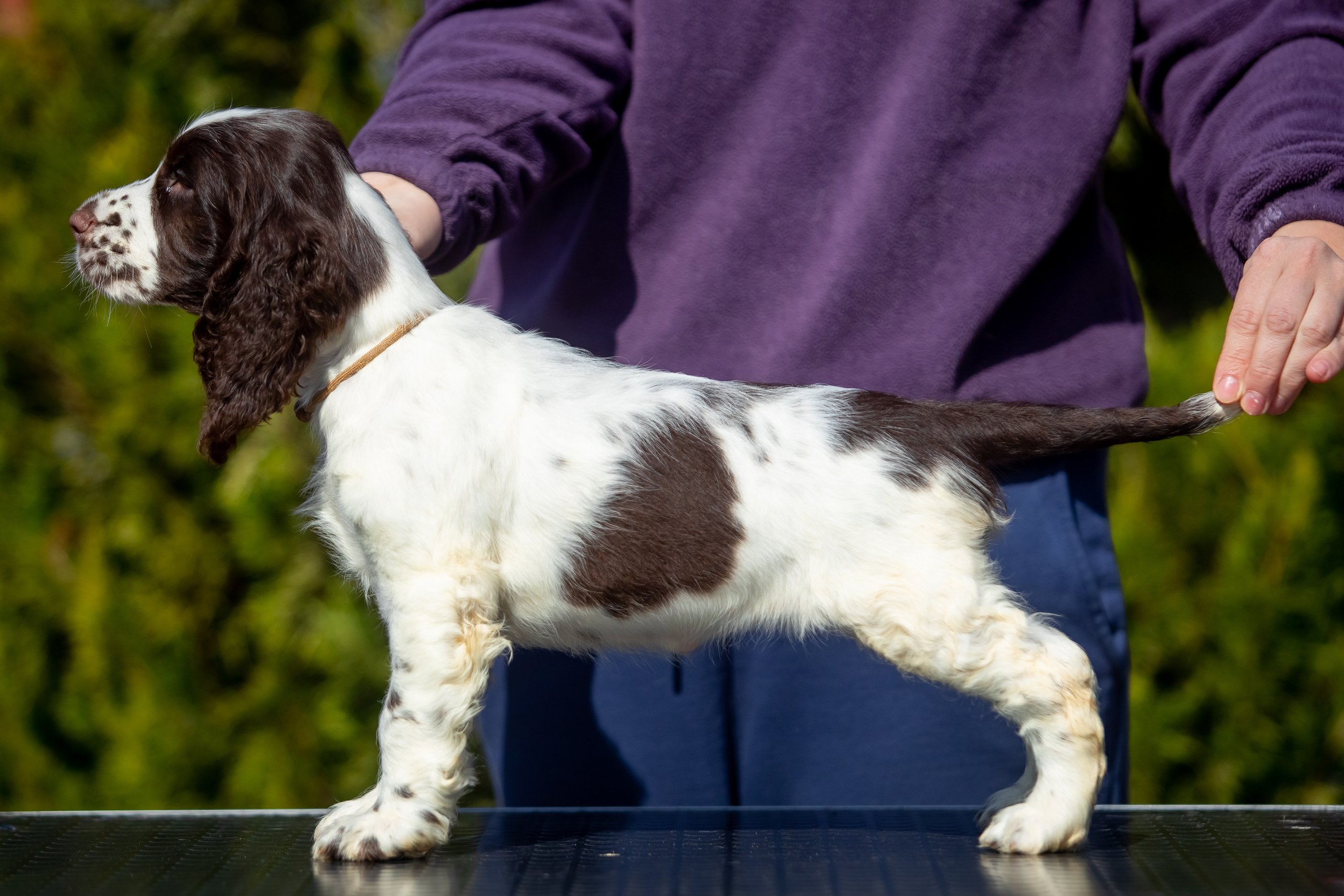 Female — Grey collar 🩶. Website of the titled stud dog of the Springer Spaniel breed