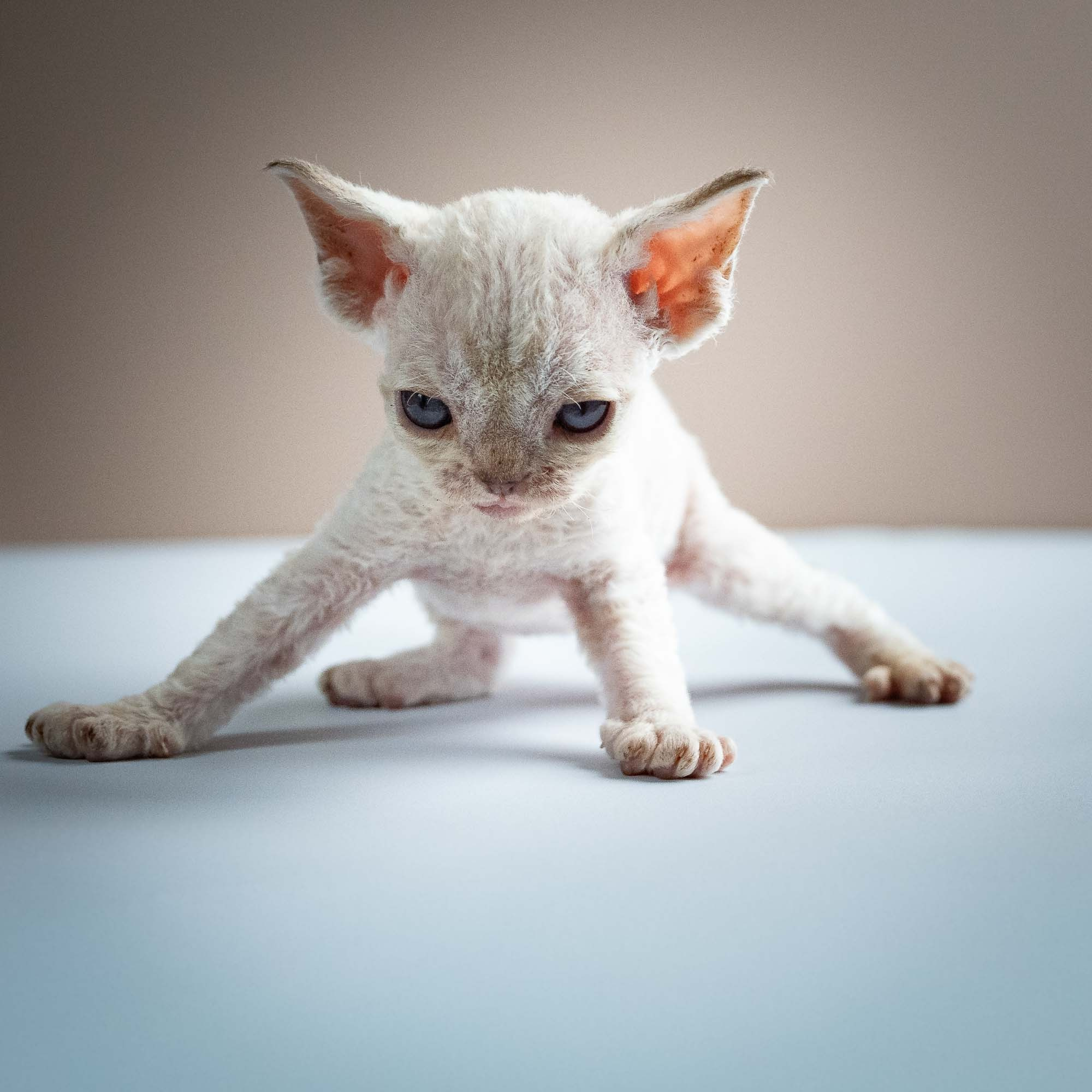 Selena, girl, born 05.08.26. Devon Rex Pixie Cattery