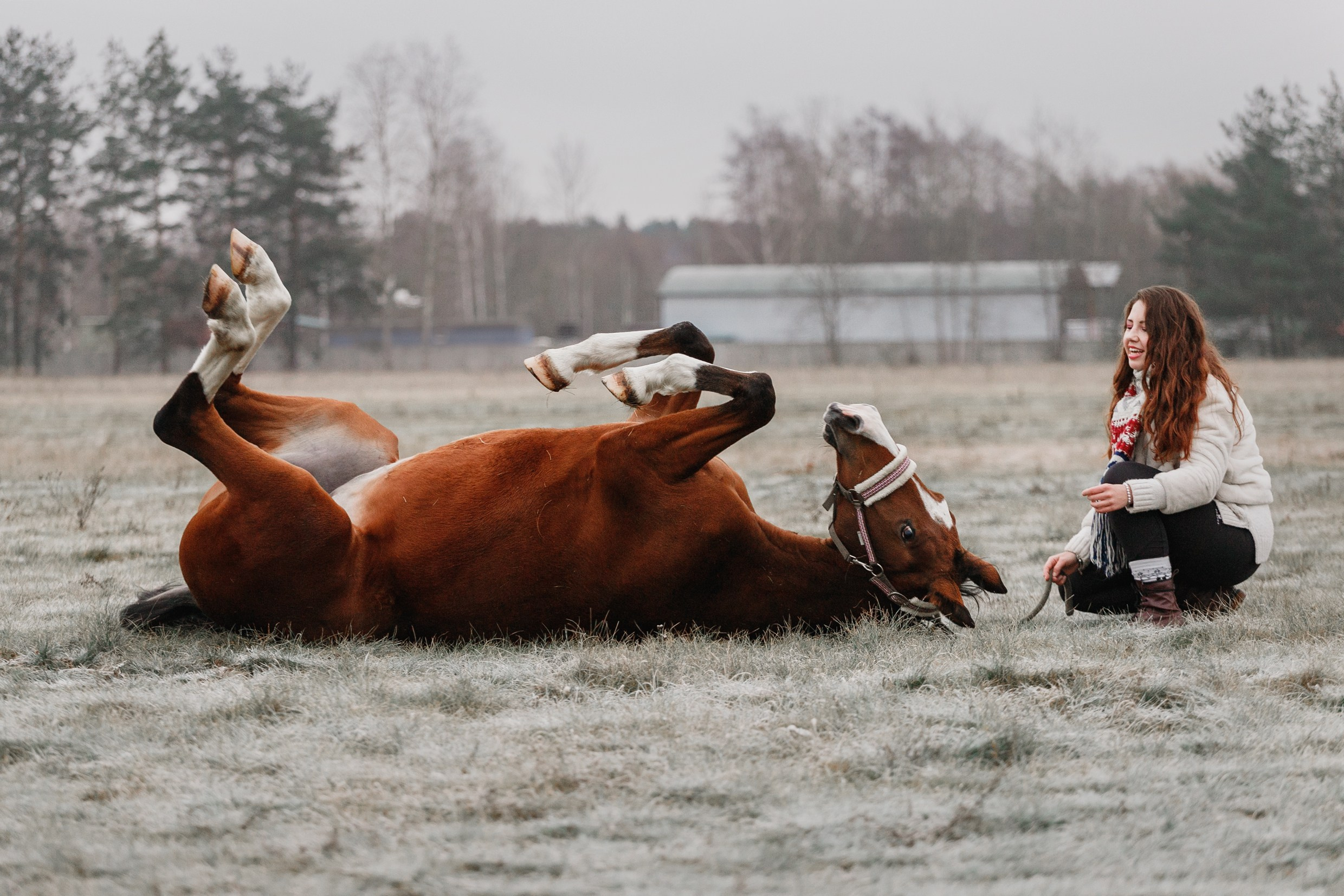 Aibike | winter. Kaja | fotograf psów we Wrocławiu