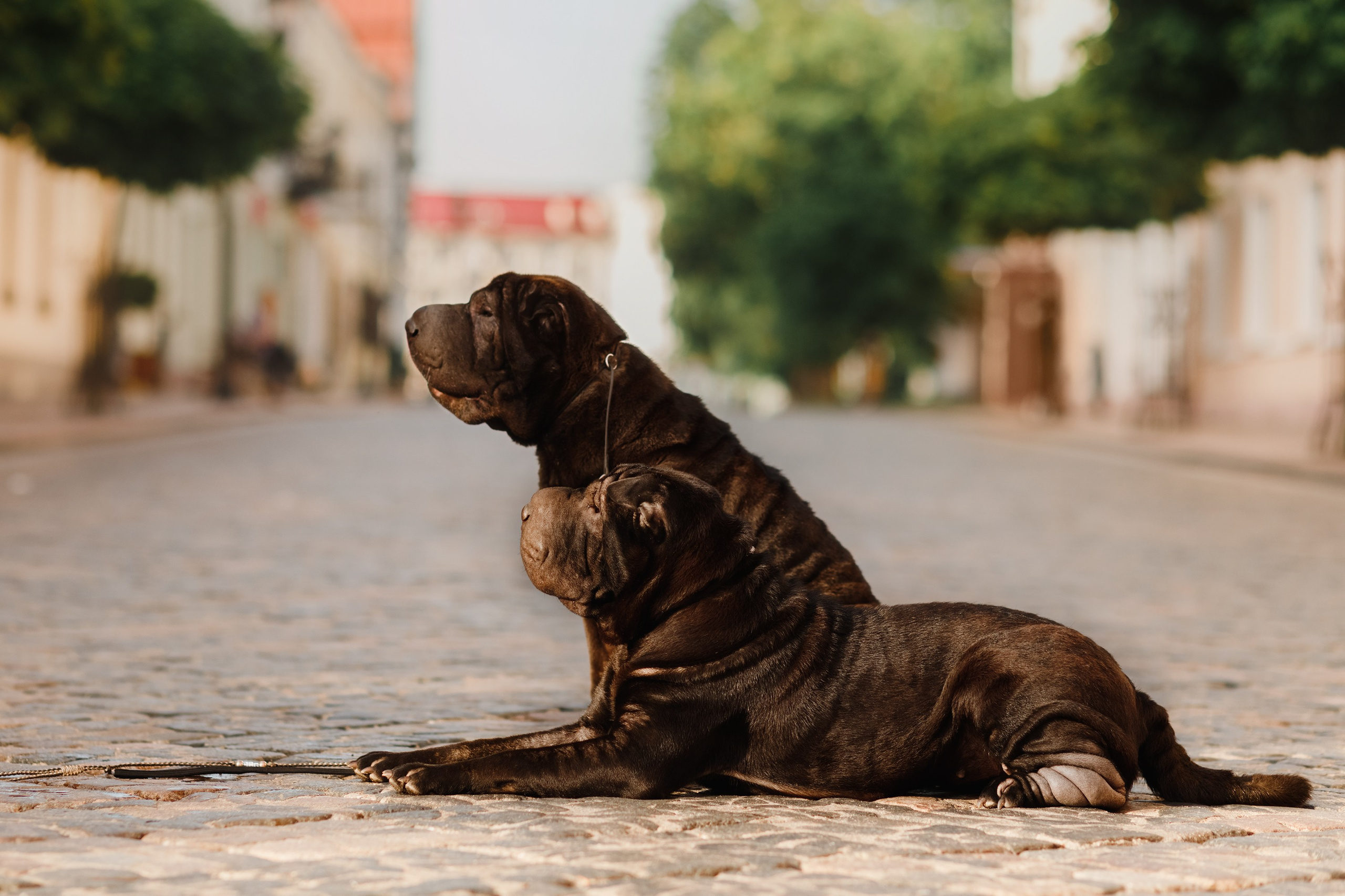 Shar pei in the city. Kaja | fotograf psów we Wrocławiu