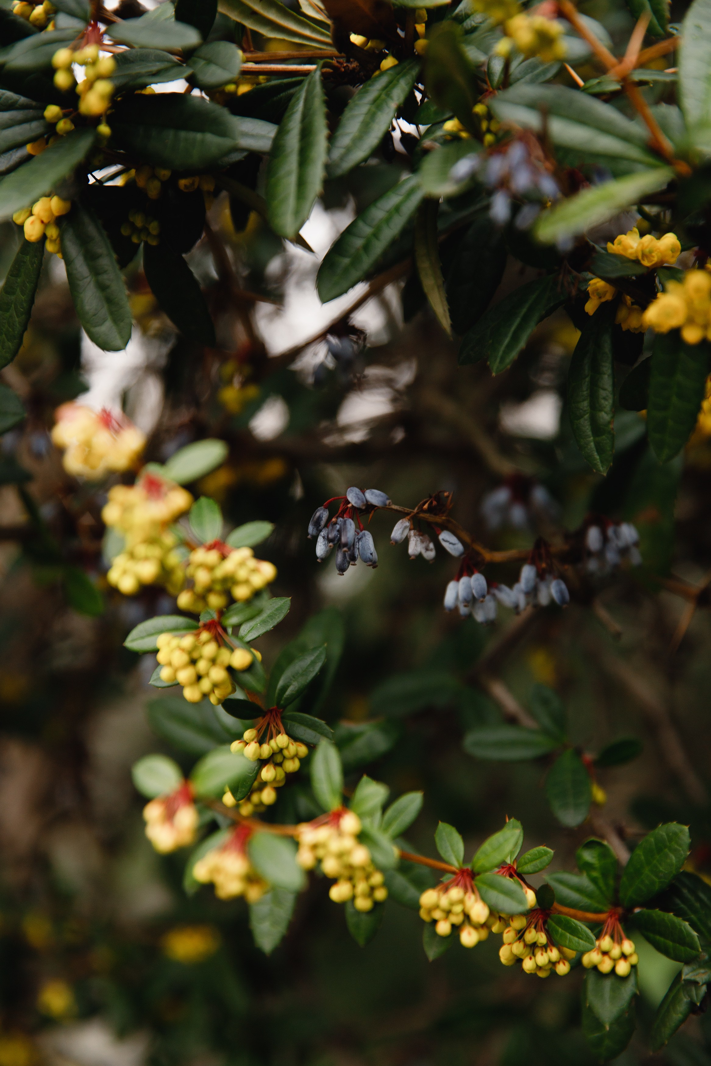 Botanical garden in Wroclaw. Kaja | fotograf we Wrocławiu | ludzie i psy