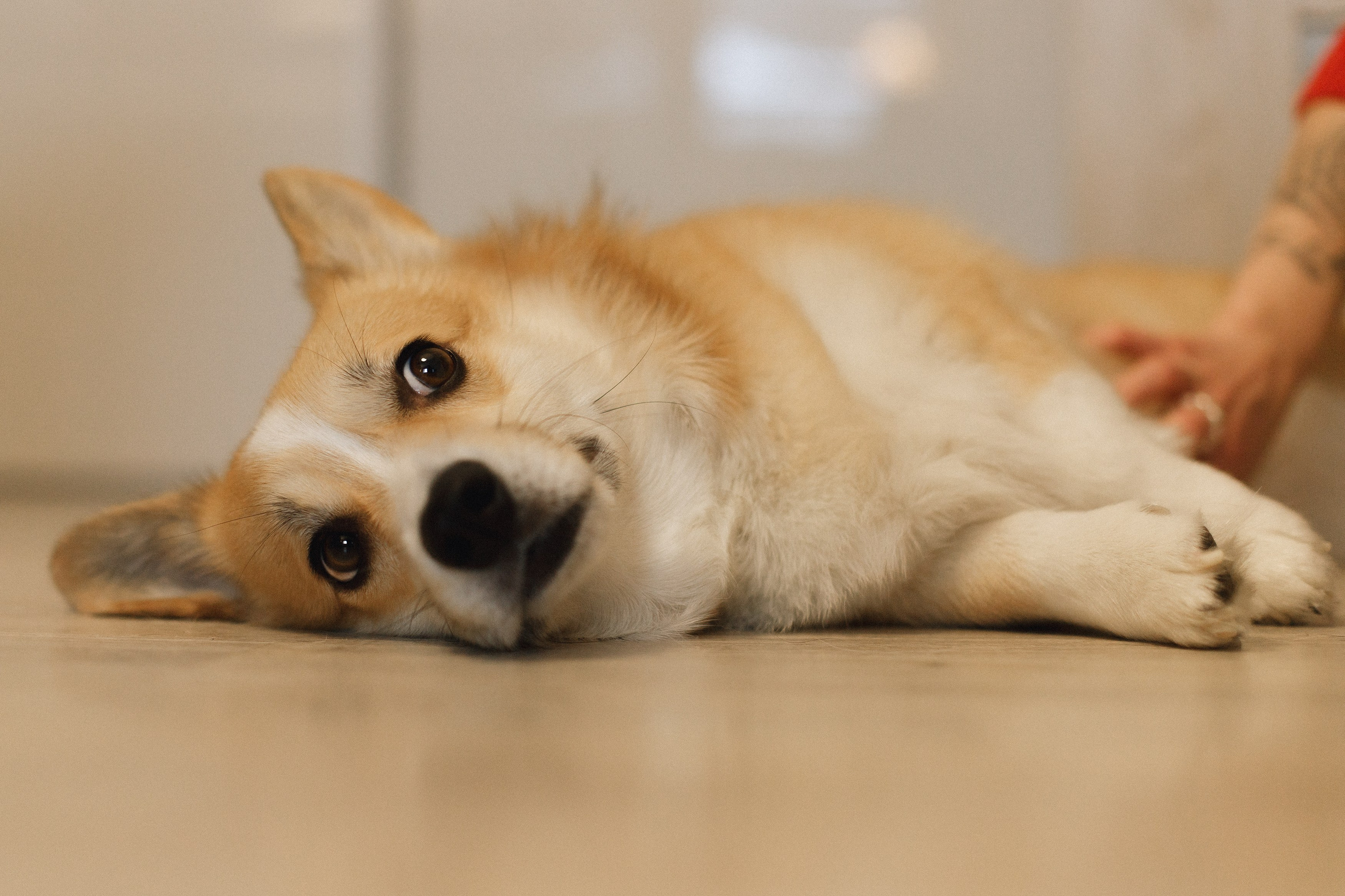 Dasha & Daisy. Kaja | fotograf psów we Wrocławiu