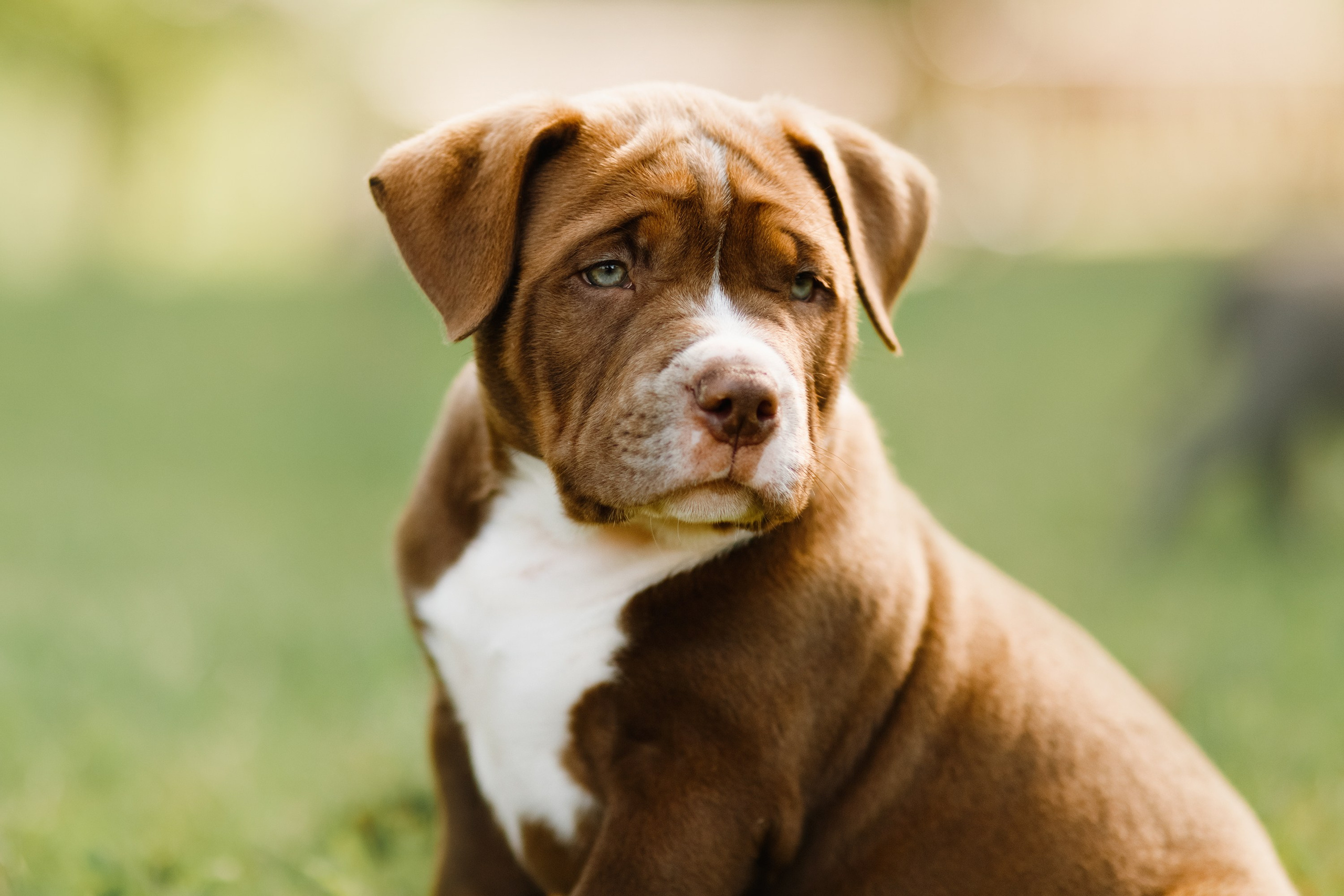 Bullie puppies. Kaja | fotograf we Wrocławiu | ludzie i psy