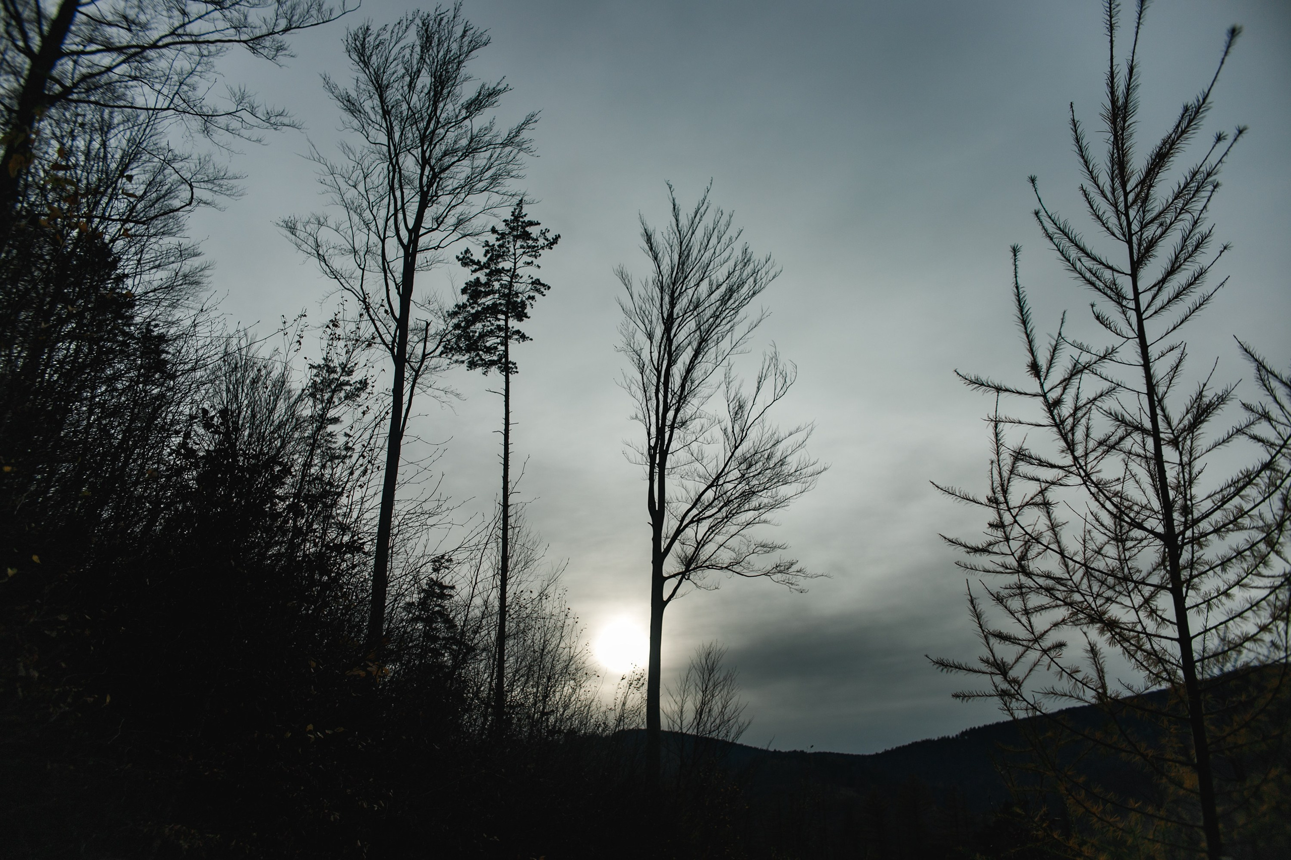 Sowie góry. Kaja | fotograf we Wrocławiu | ludzie i psy