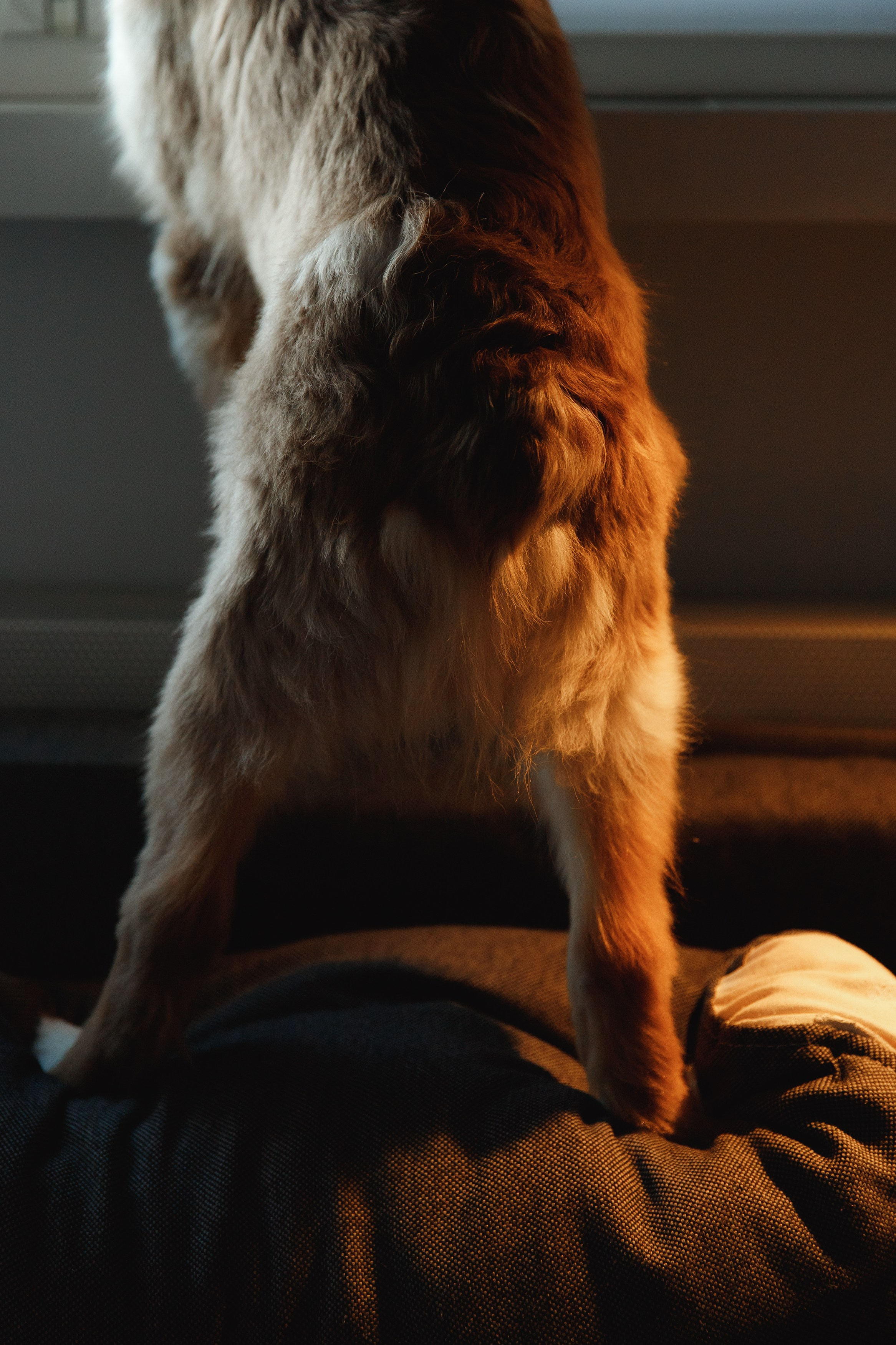 Fotografia psów Wrocław. Kaja | fotograf we Wrocławiu | ludzie i psy