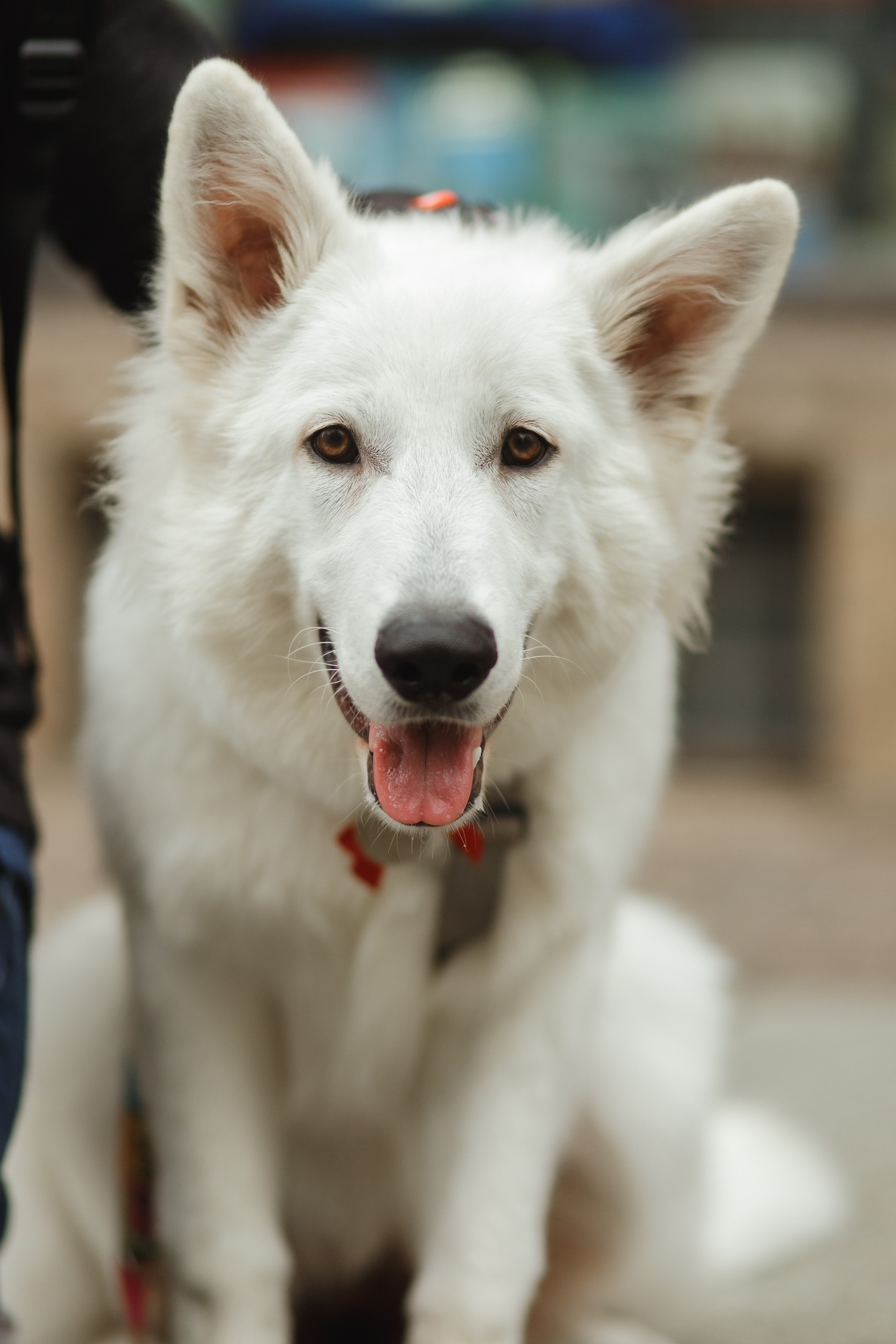 Astra in Leipzig. Kaja | fotograf we Wrocławiu | ludzie i psy