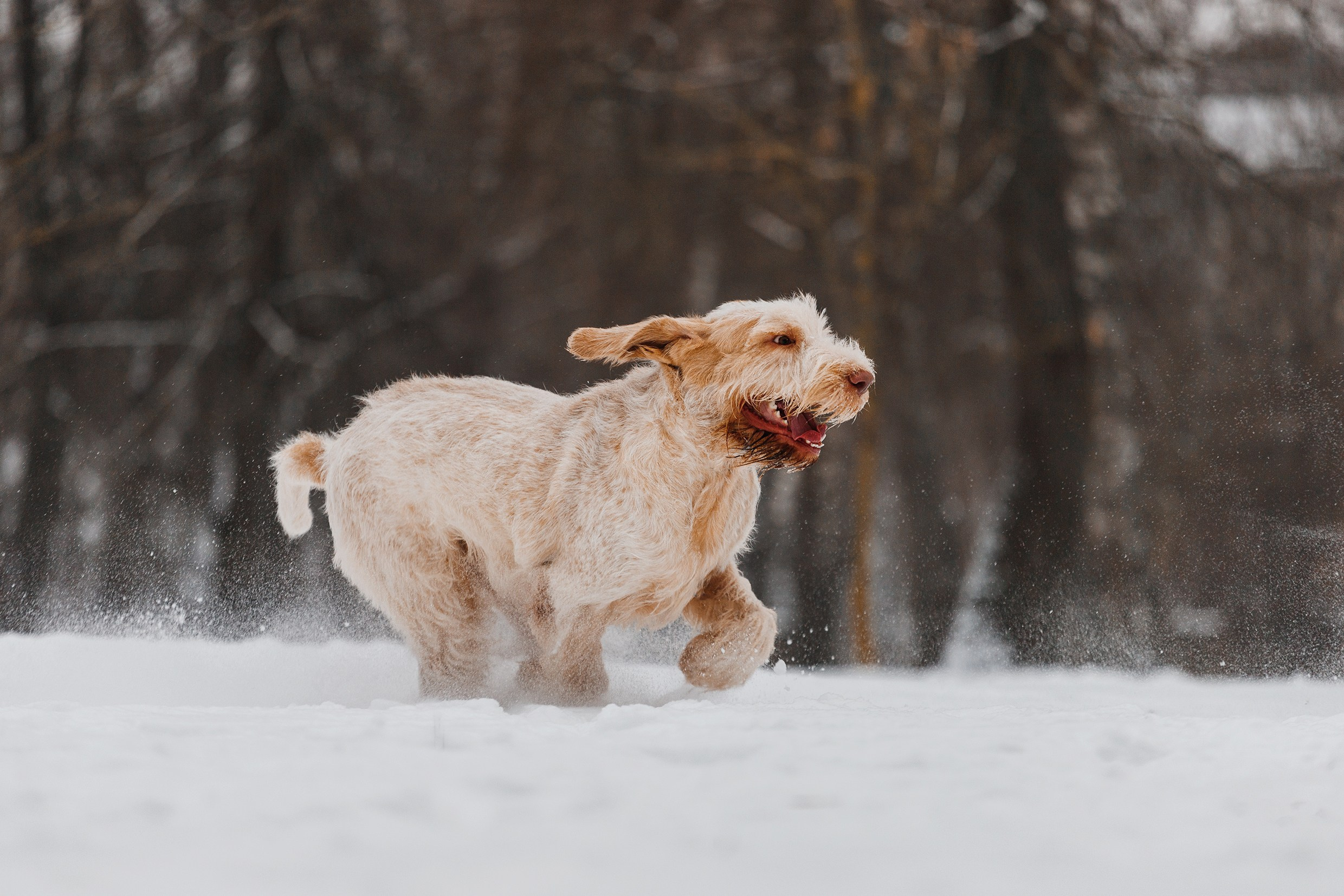 Kerry blue terrier & italian spinone. Kaja | fotograf we Wrocławiu | ludzie i psy