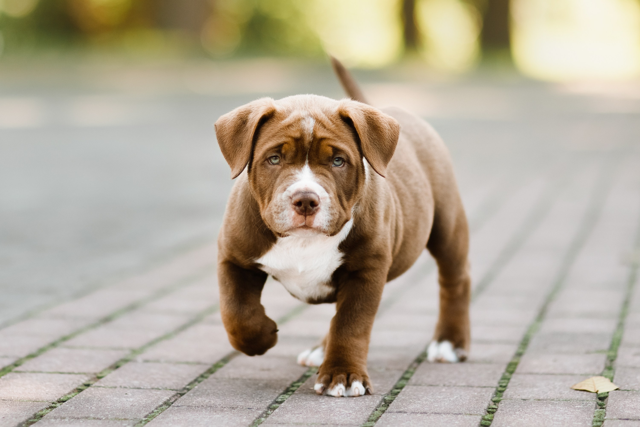 Bullie puppies. Kaja | fotograf we Wrocławiu | ludzie i psy