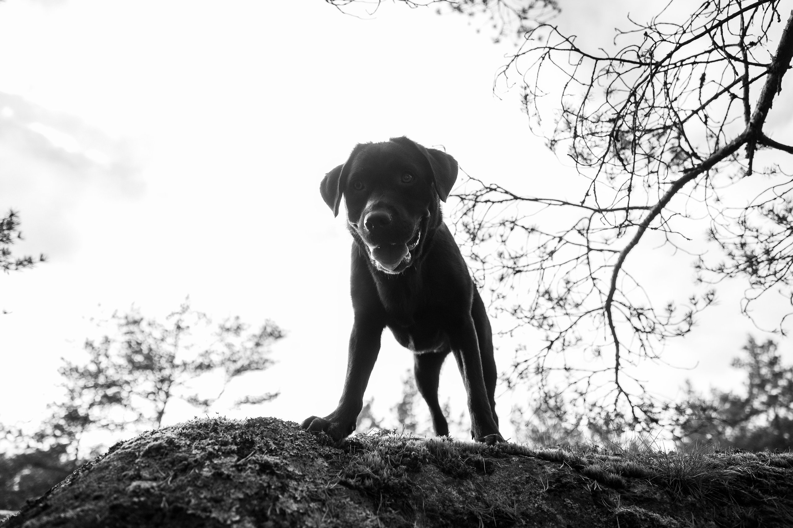 Finnish mossy hills. Kaja | fotograf psów we Wrocławiu