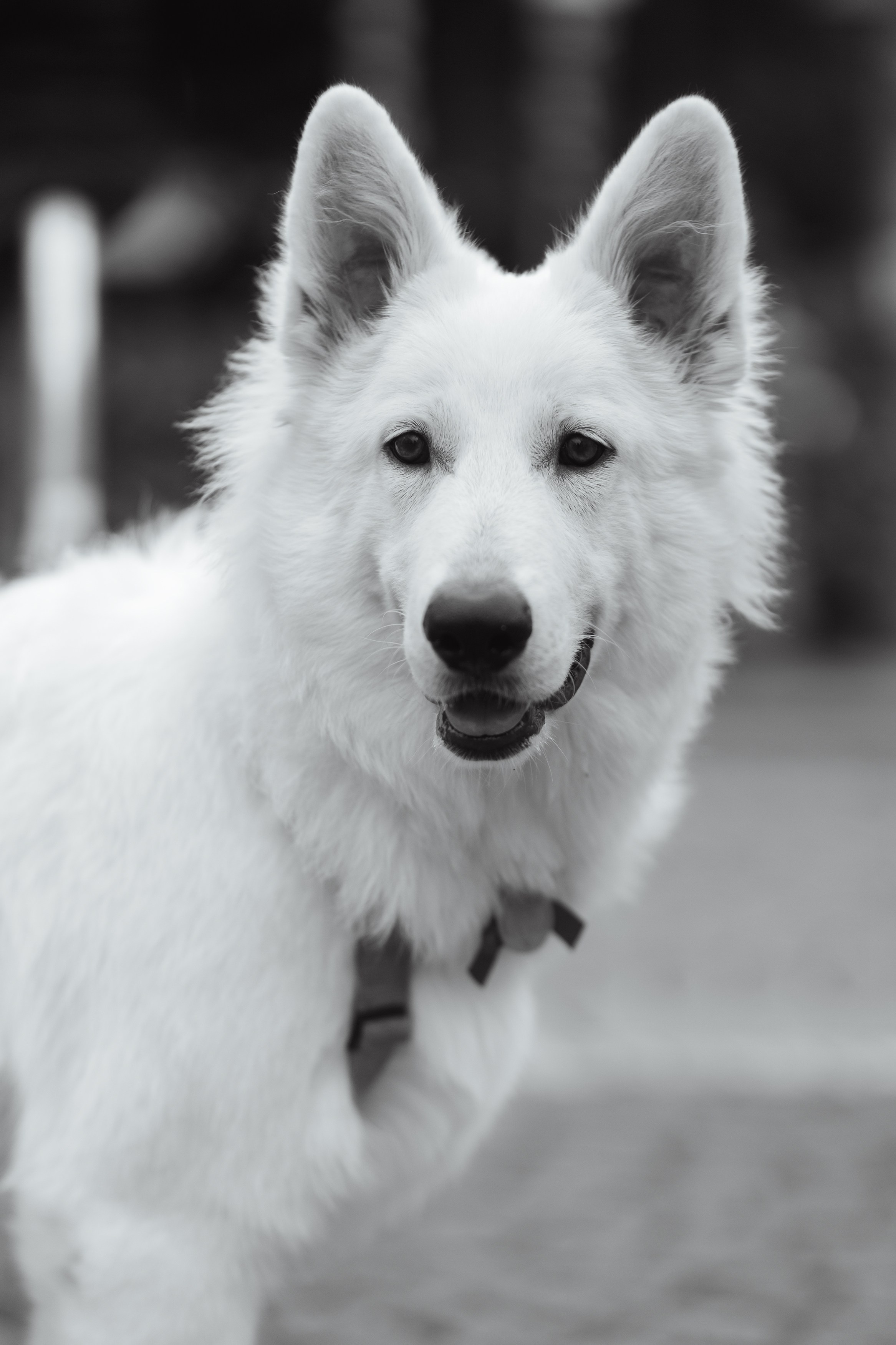 Astra in Leipzig. Kaja | fotograf we Wrocławiu | ludzie i psy