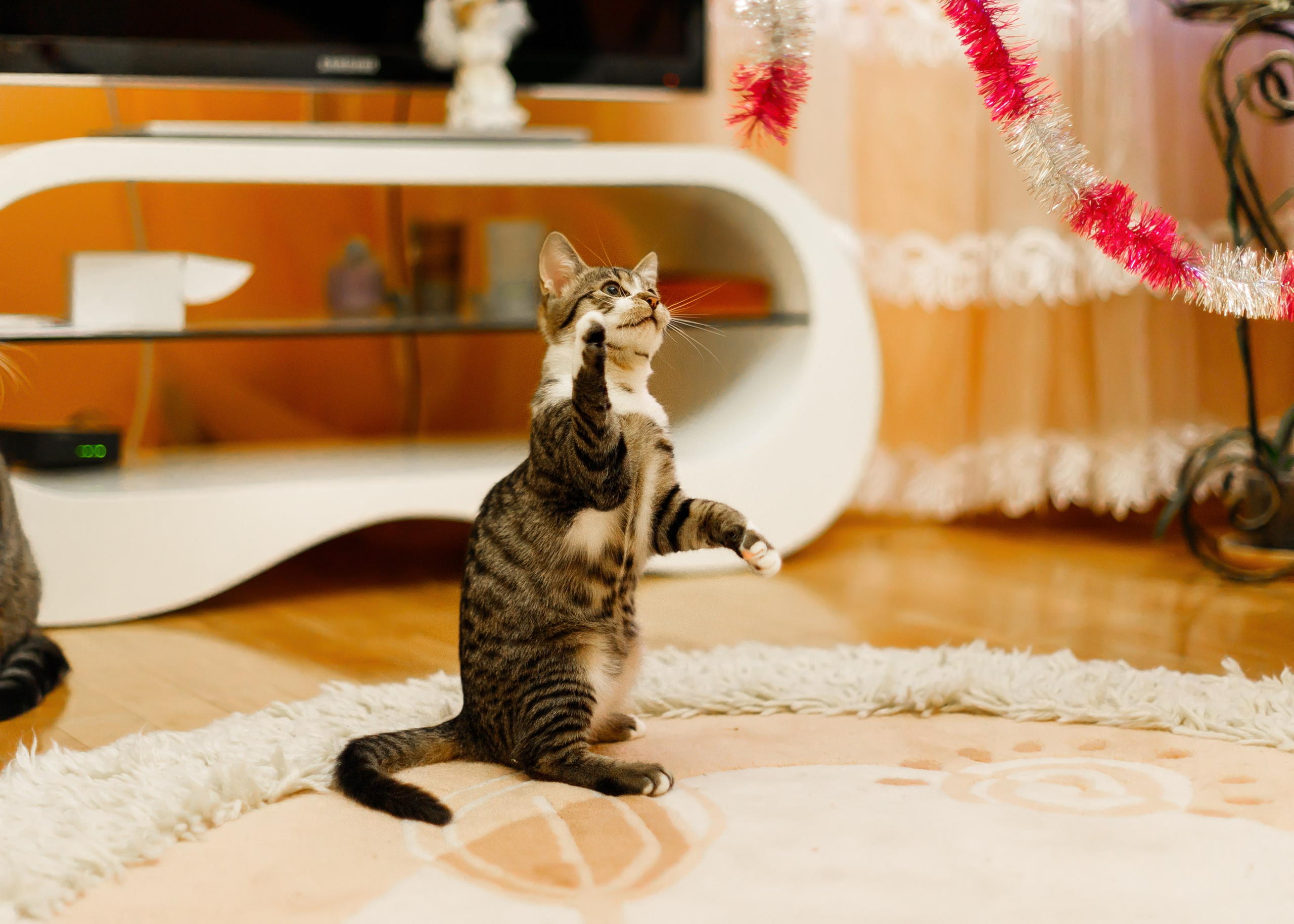 Cats for adoption. Kaja | fotograf we Wrocławiu | ludzie i psy