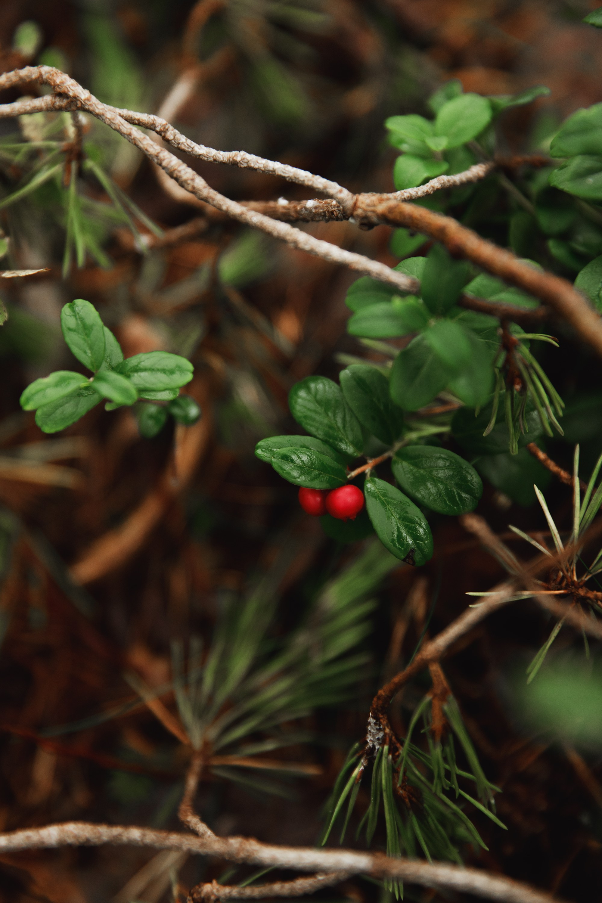 Turku. Kaja | fotograf psów we Wrocławiu