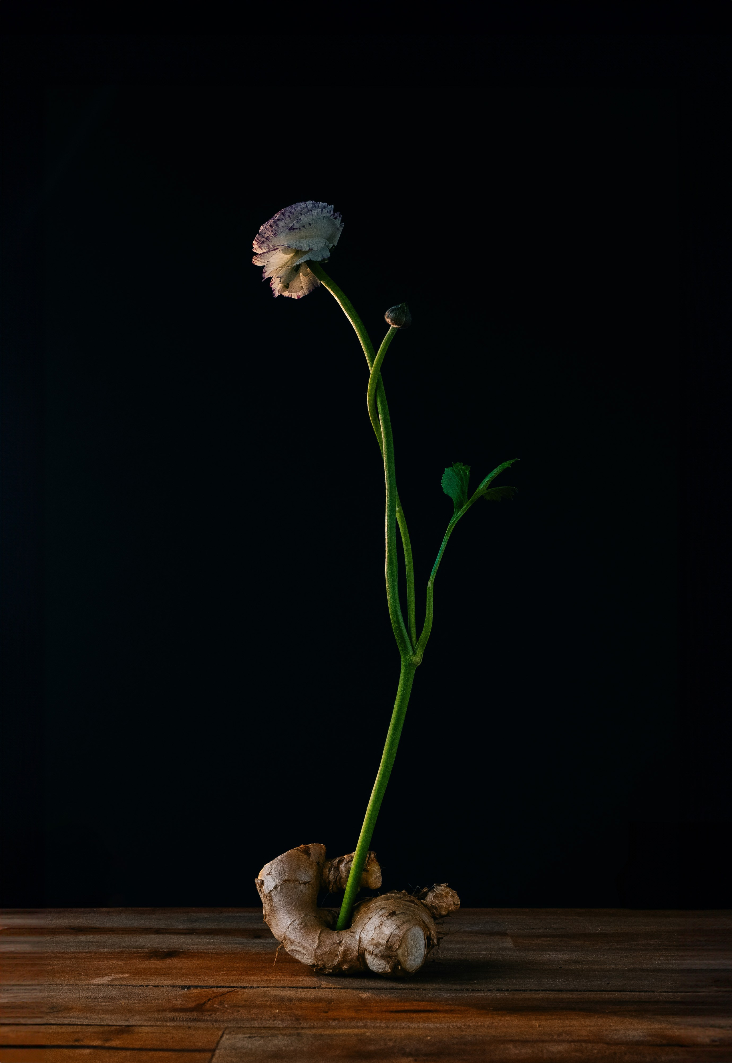 Flower & ginger. Maria Sher. Professional photographer from Porto, Portugal