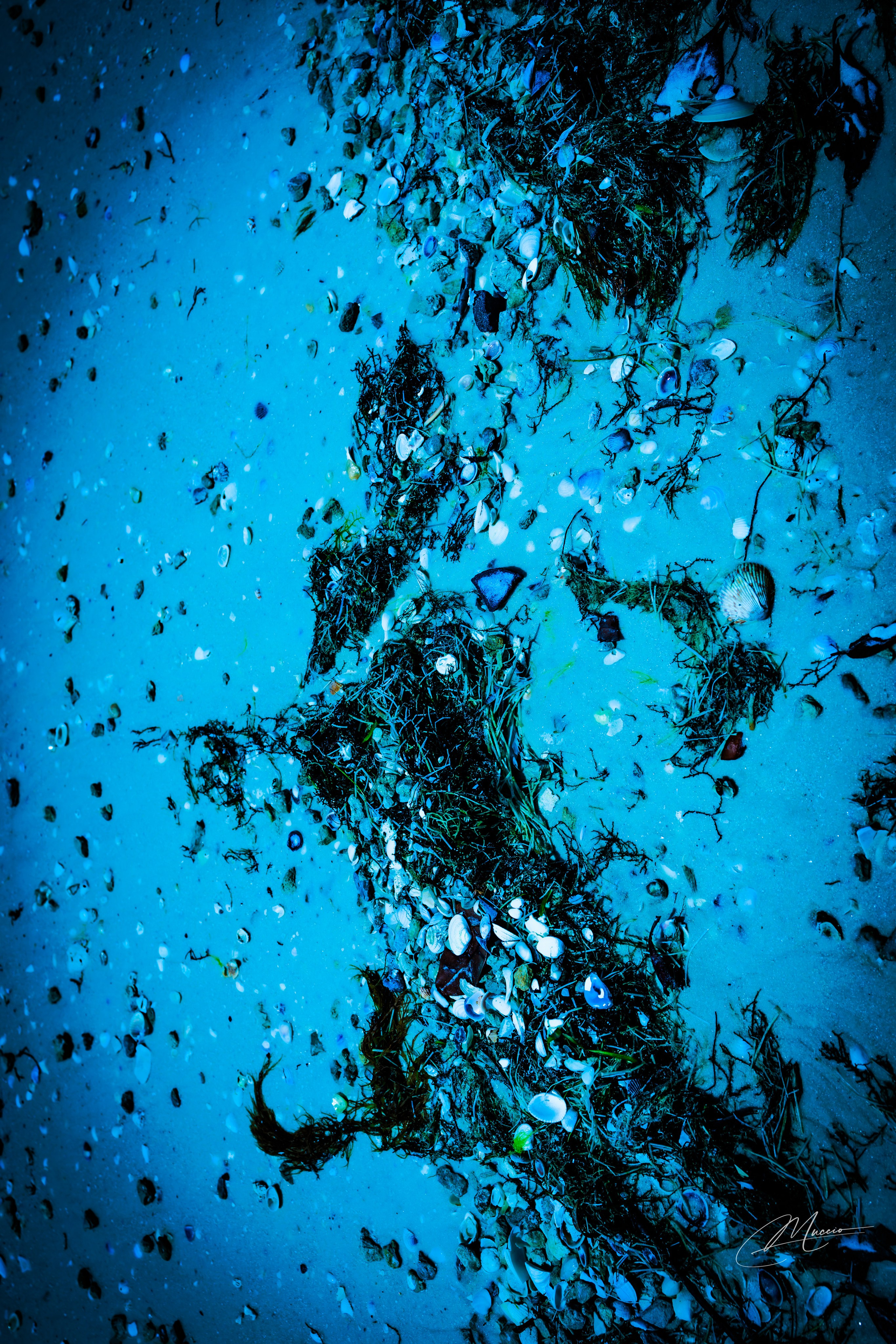 Florida Man — Fort Myers Walkabout. Out and About 239