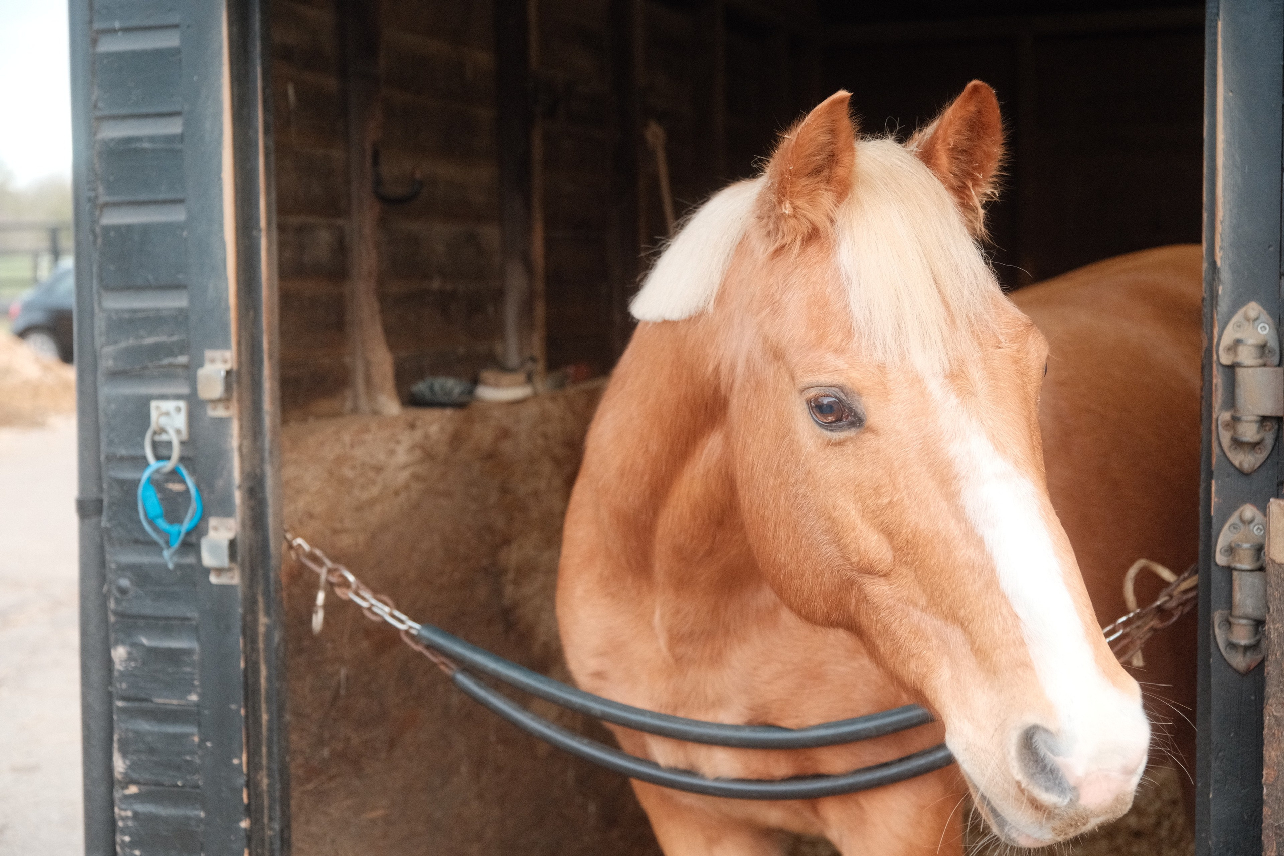 Portrait photography with Fudge the horse. Cal Takes Photos
