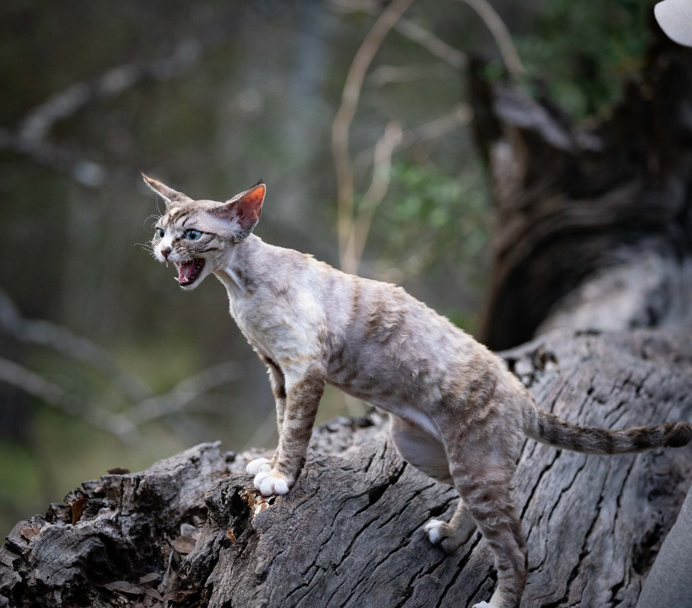Kasia,  girl, born 07.02.2025. Devon Rex Pixie Cattery