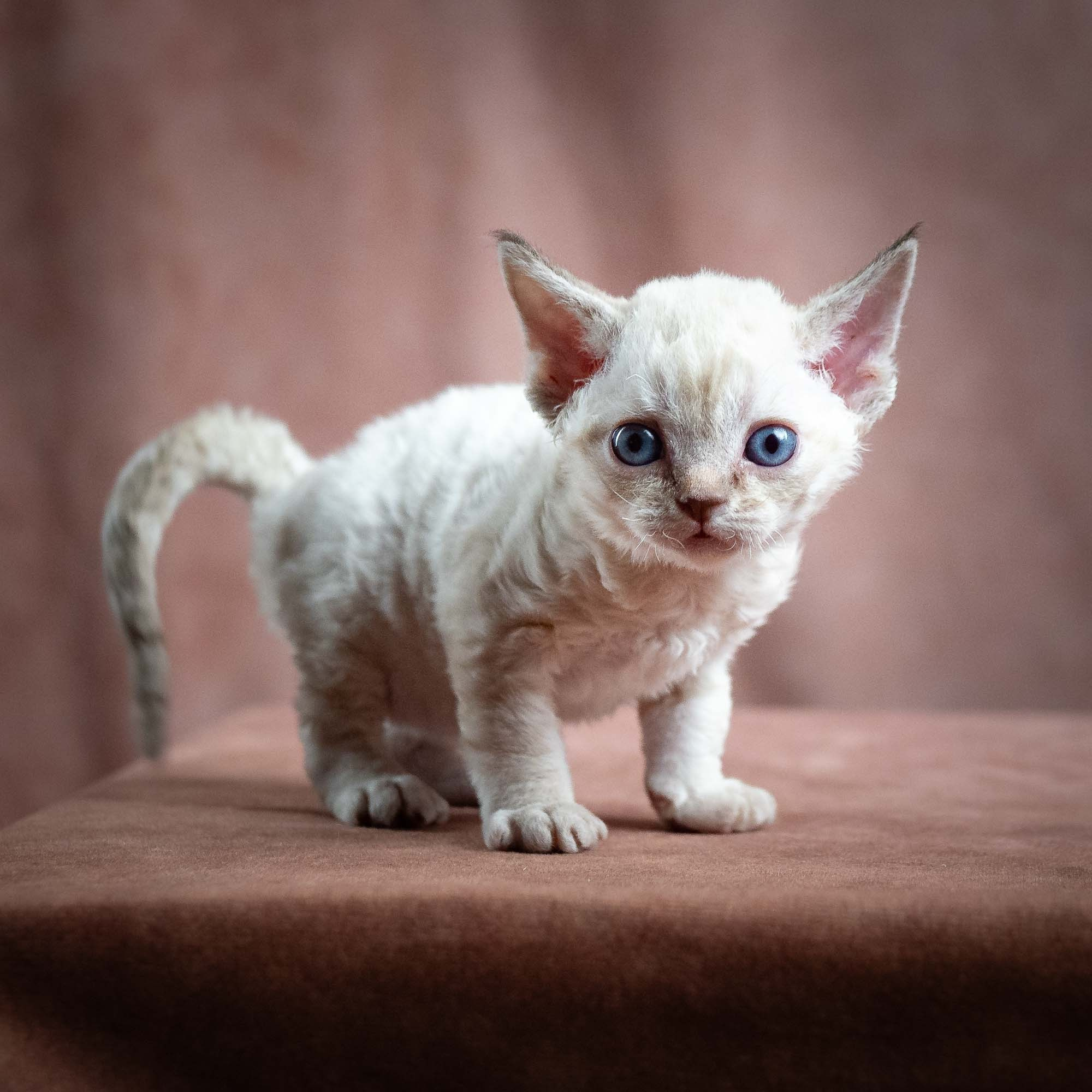 Maya, girl, born 01.15.26. Devon Rex Pixie Cattery