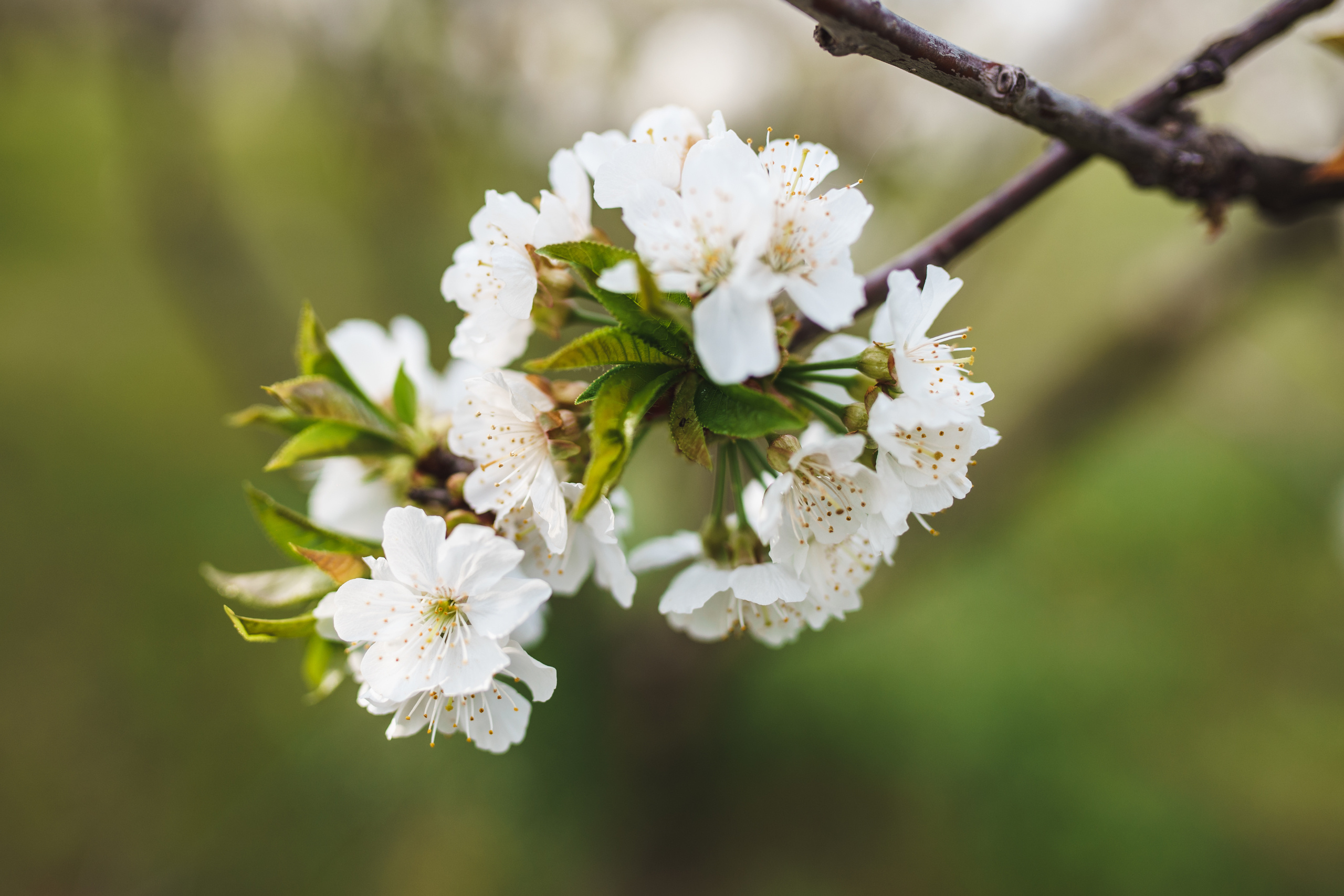 Фотосессия в Бургасе в цветущих садах. Fotograf in Bulgarien Katerina Zubkova