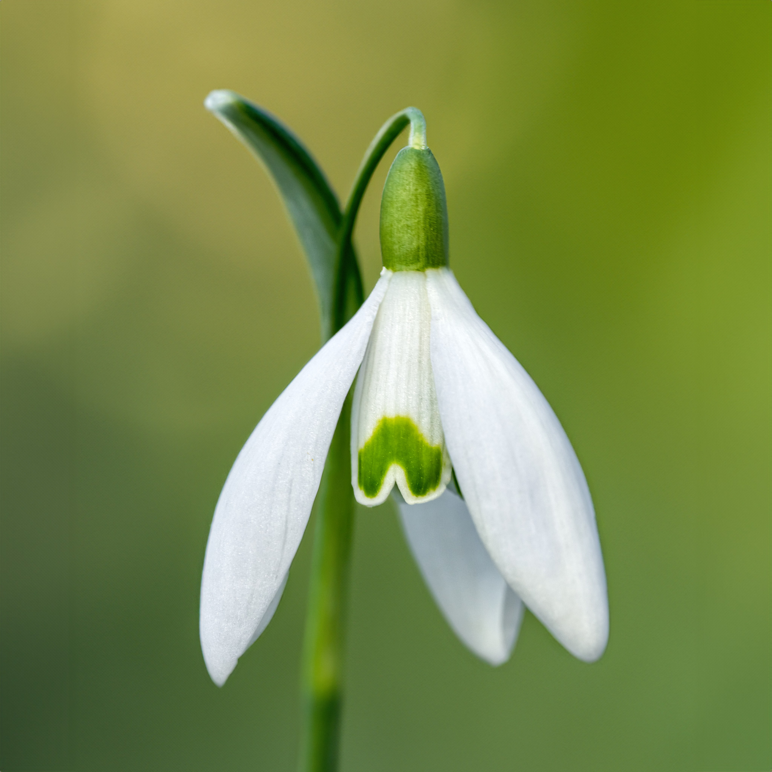 Makro. Kinder- und Familienfotograf in  Sachsen-Anhalt Svetlana Glassl