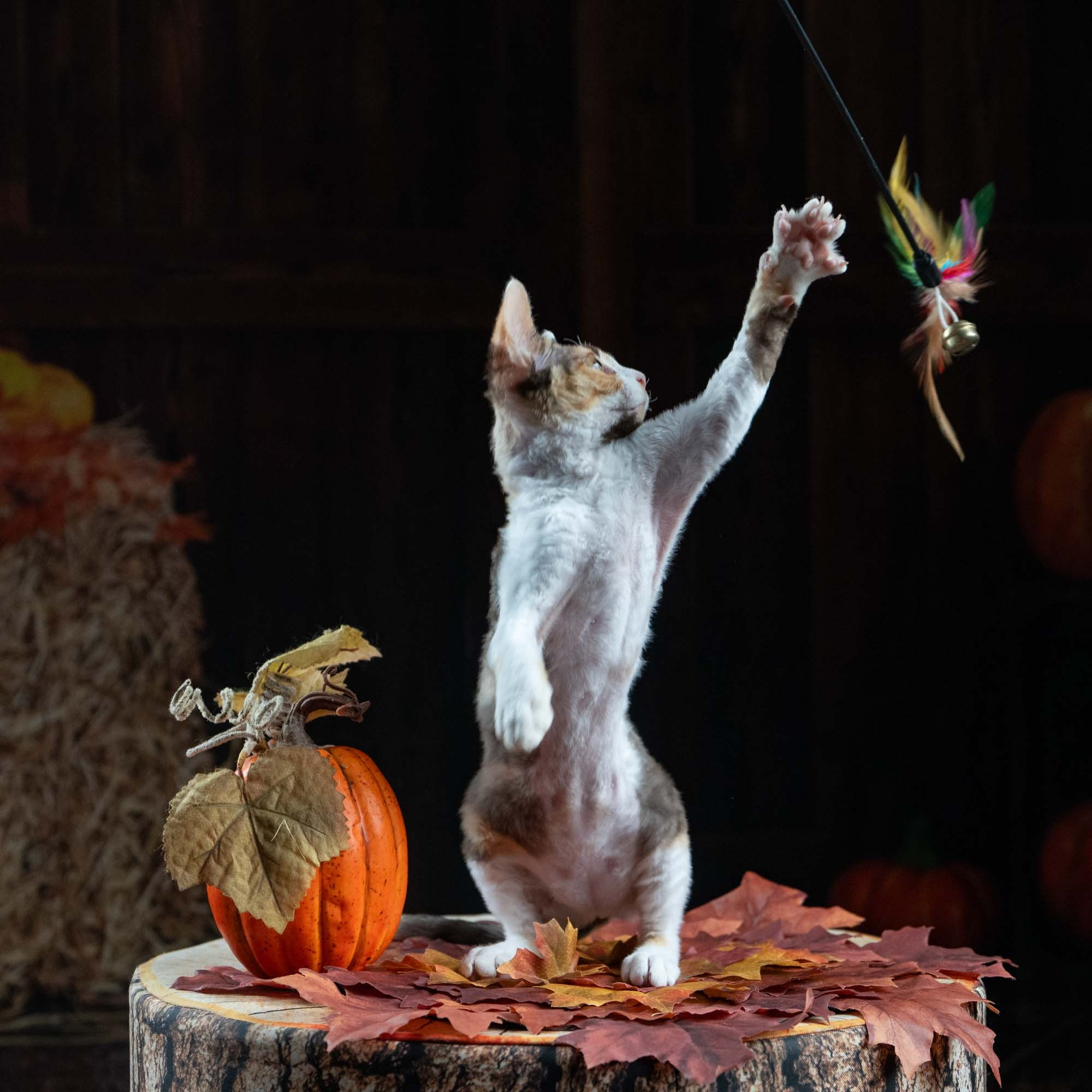 Dixie, girl, born on 06.06.24 SOLD. Devon Rex Pixie Cattery