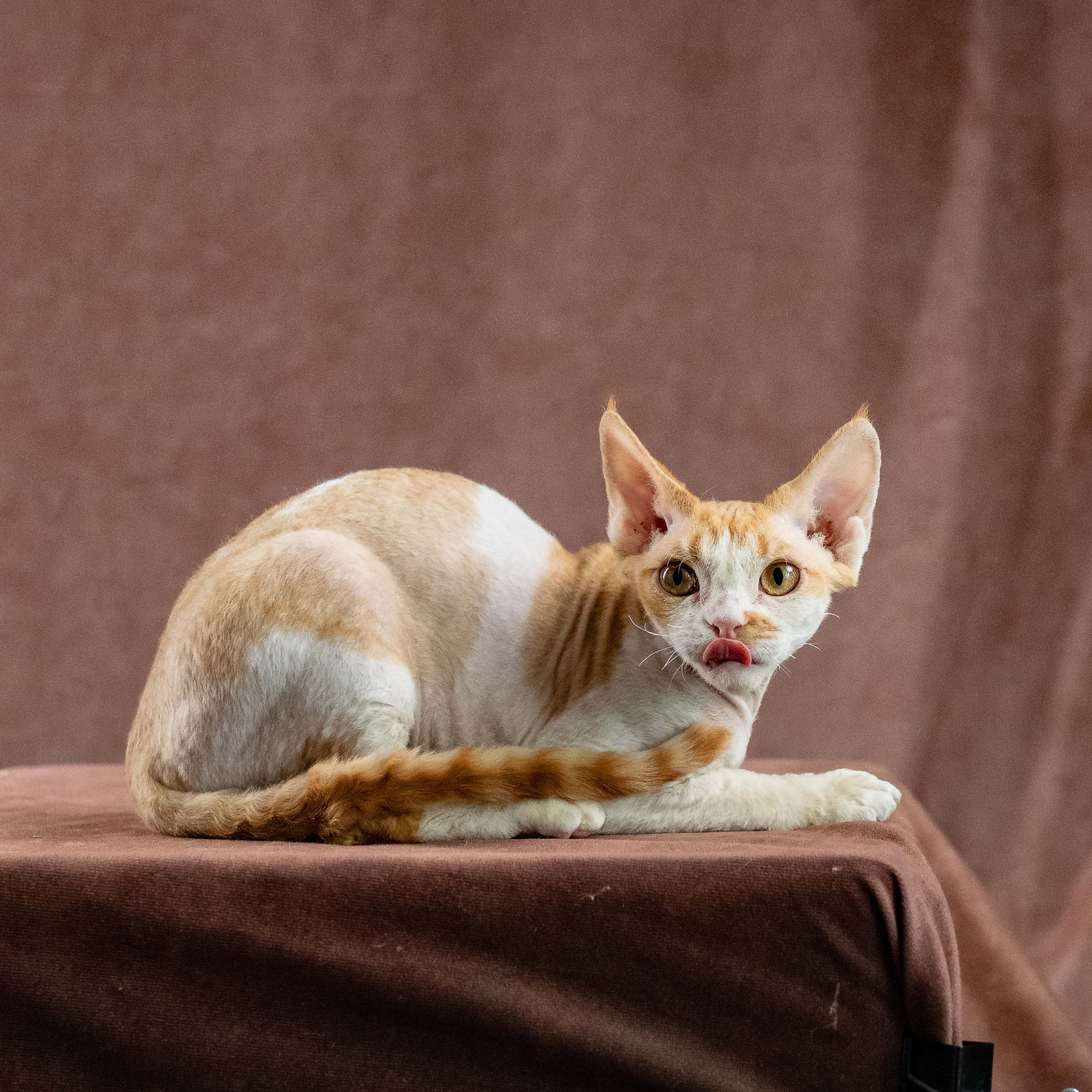 Nika. Devon Rex Pixie Cattery