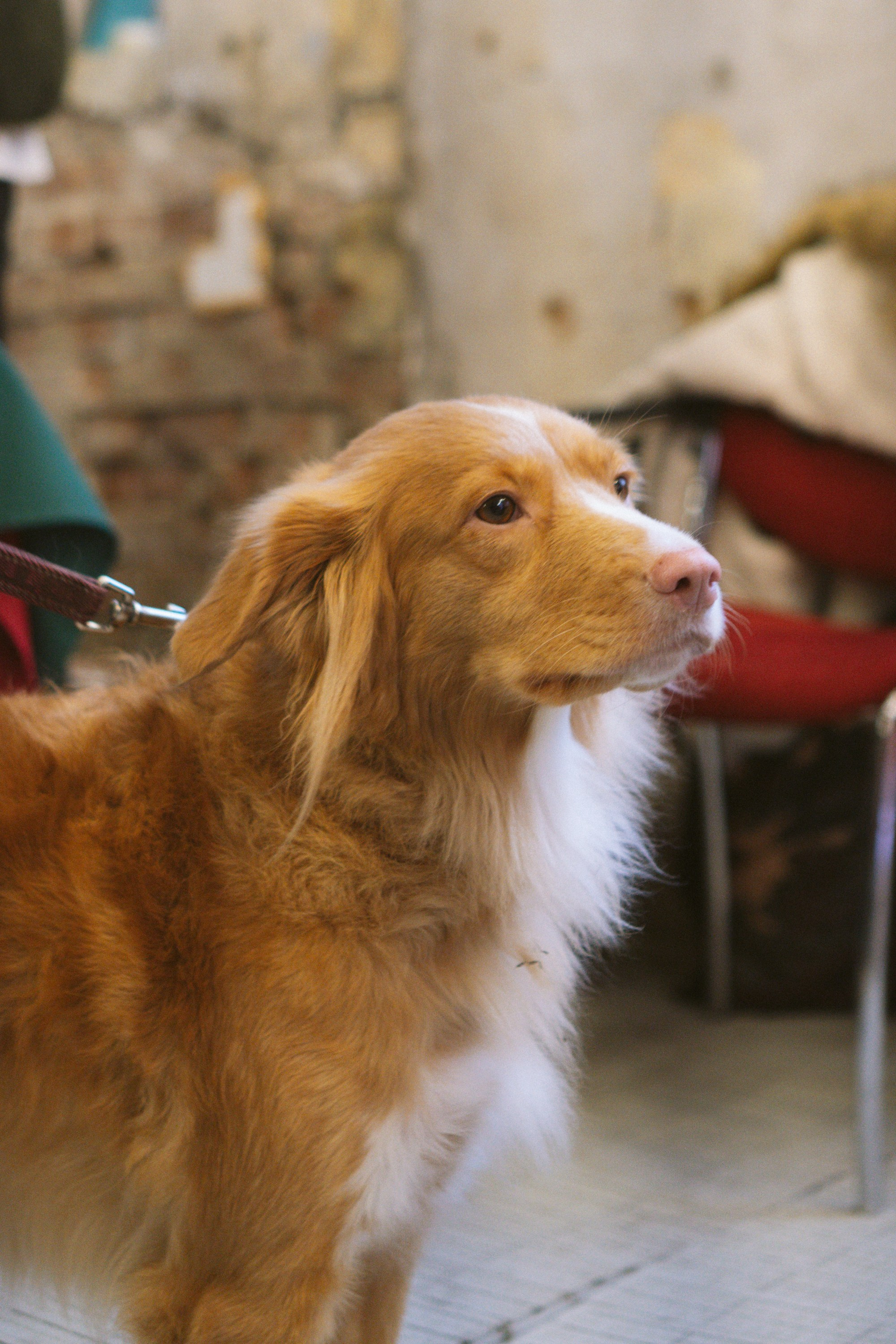 Corgi Fest, Christmas edition. Kat Laisaar — Pet photographer in Tallinn
