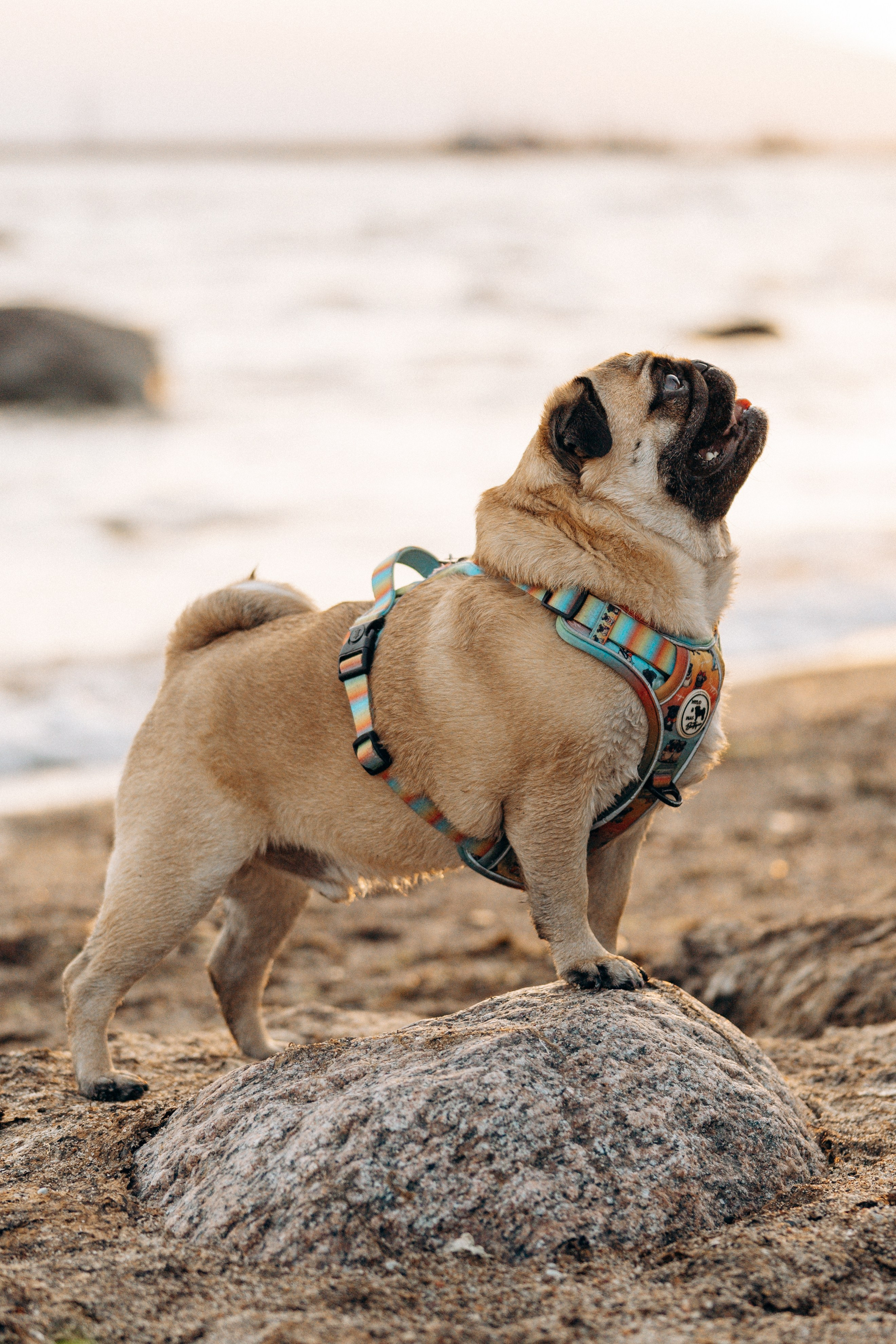 Frank, Tony, Katerina & Lev. Kat Laisaar — Pet photographer in Tallinn