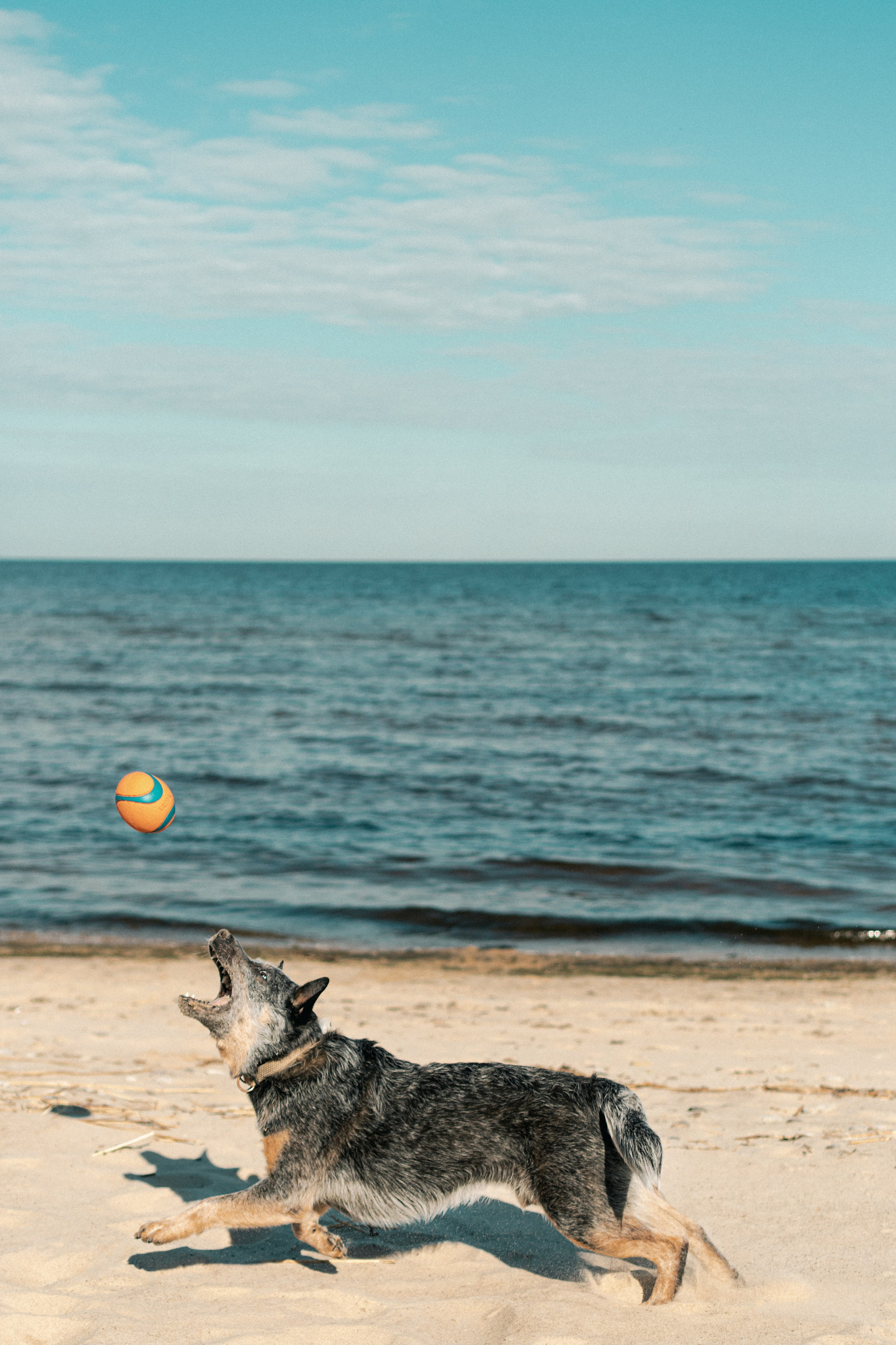 Oskar, Maria & Dmitrii. Kat Laisaar — Pet photographer in Tallinn