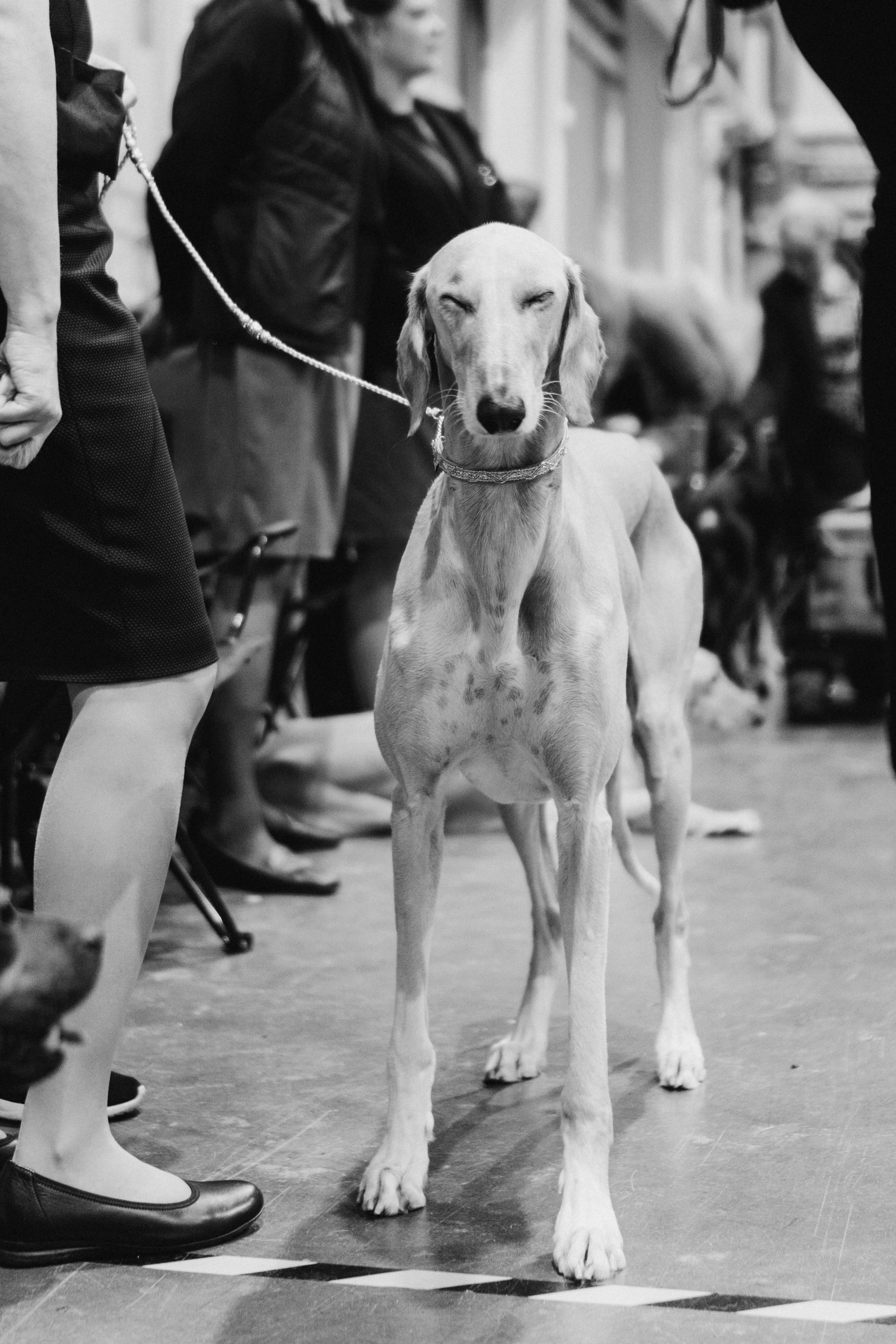 Tartu International Dog Show. Kat Laisaar — Pet photographer in Tallinn