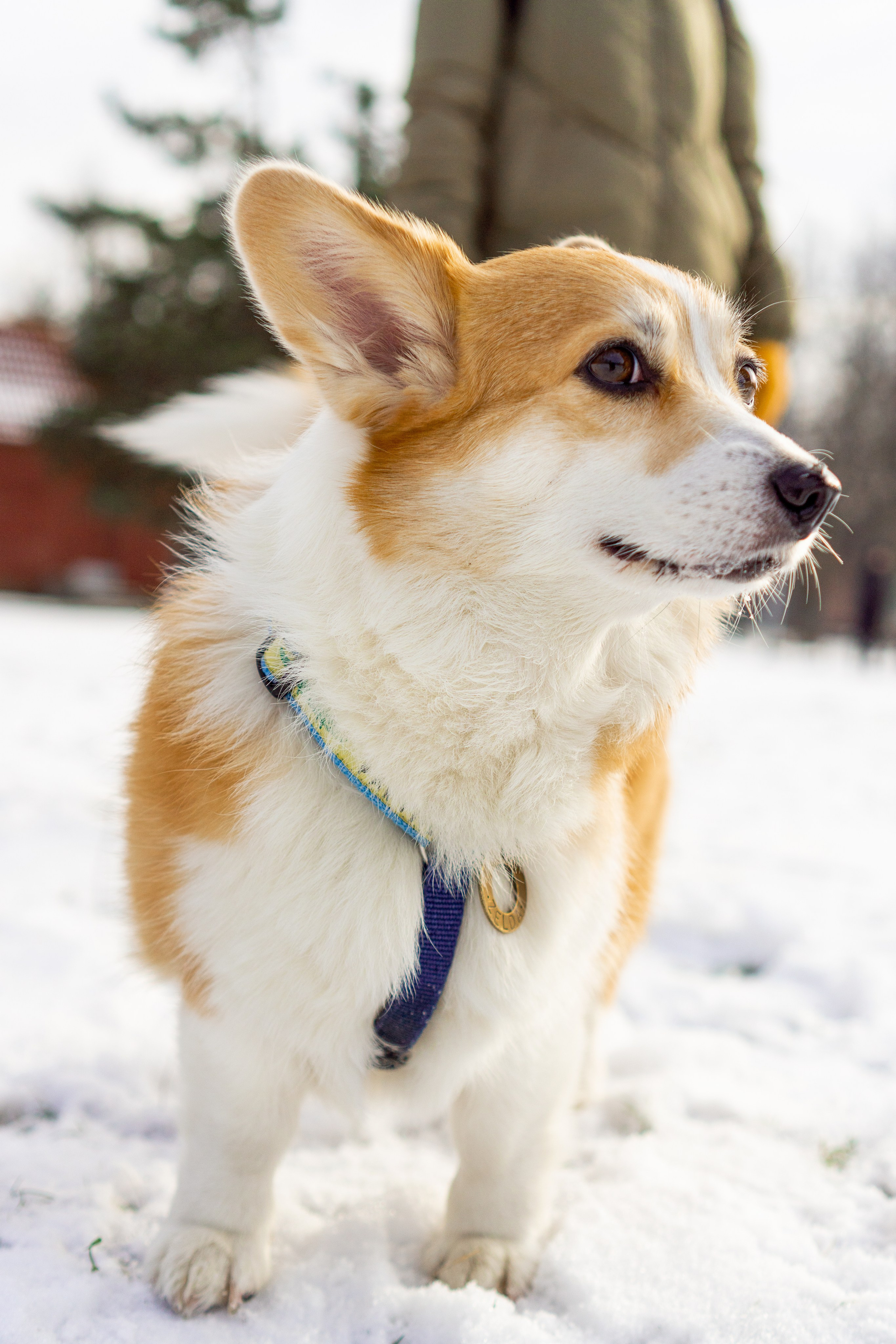 Corgi party, 23 feb. 2025. Kat Laisaar — Pet photographer in Tallinn