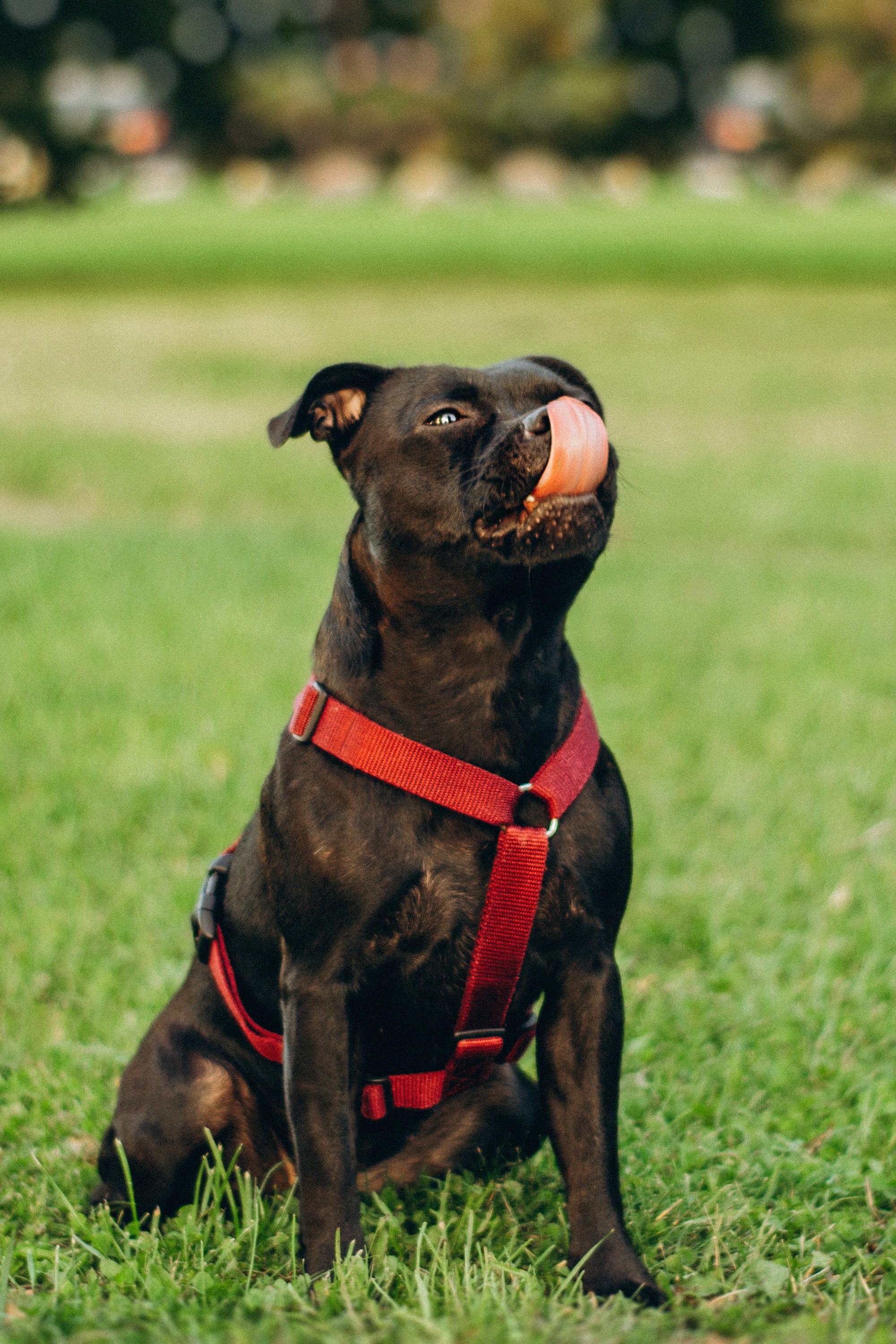 Severa and Barracuda, Staffordshire Bull Terriers. Kat Laisaar — Pet photographer in Tallinn