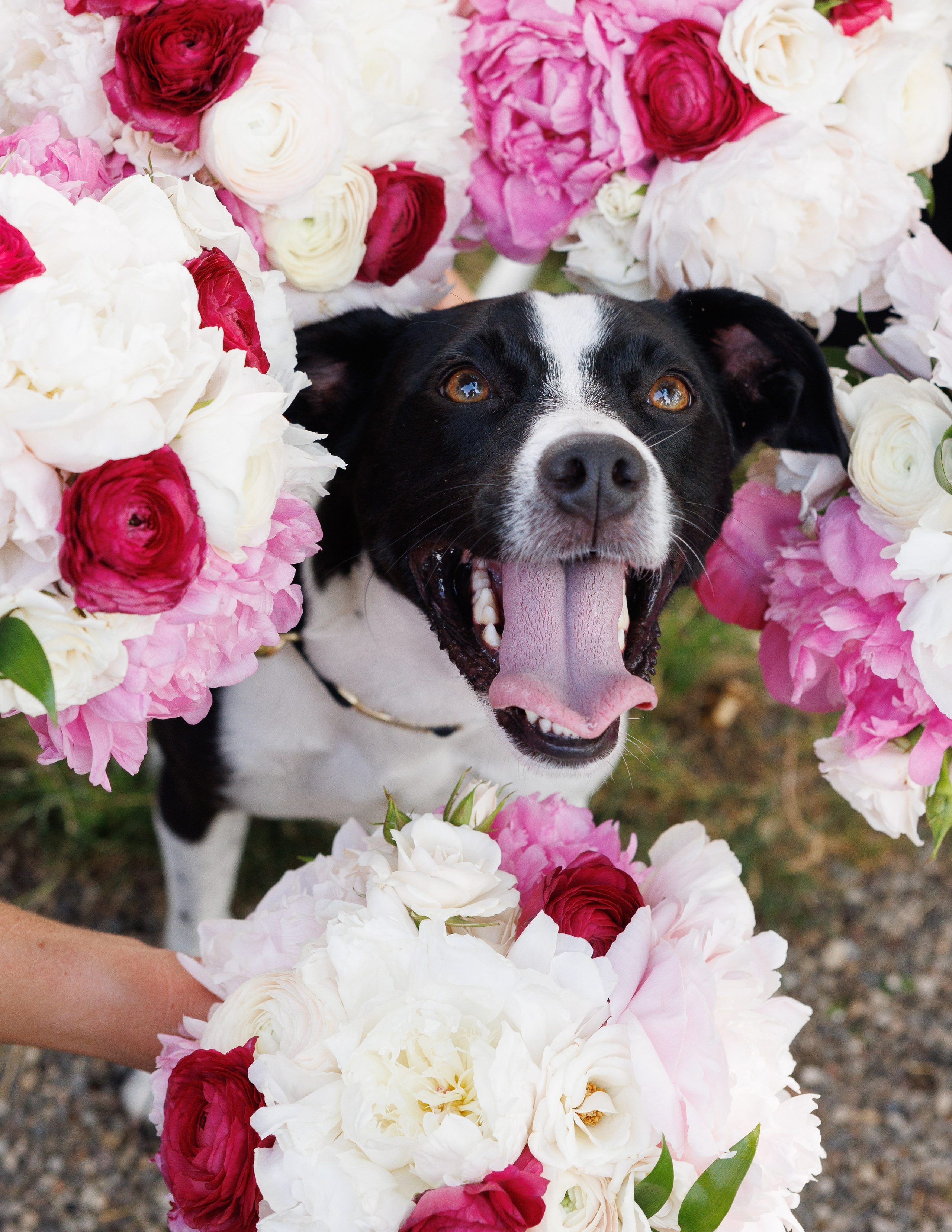 Angelica & Conor. Wedding Photo & Video