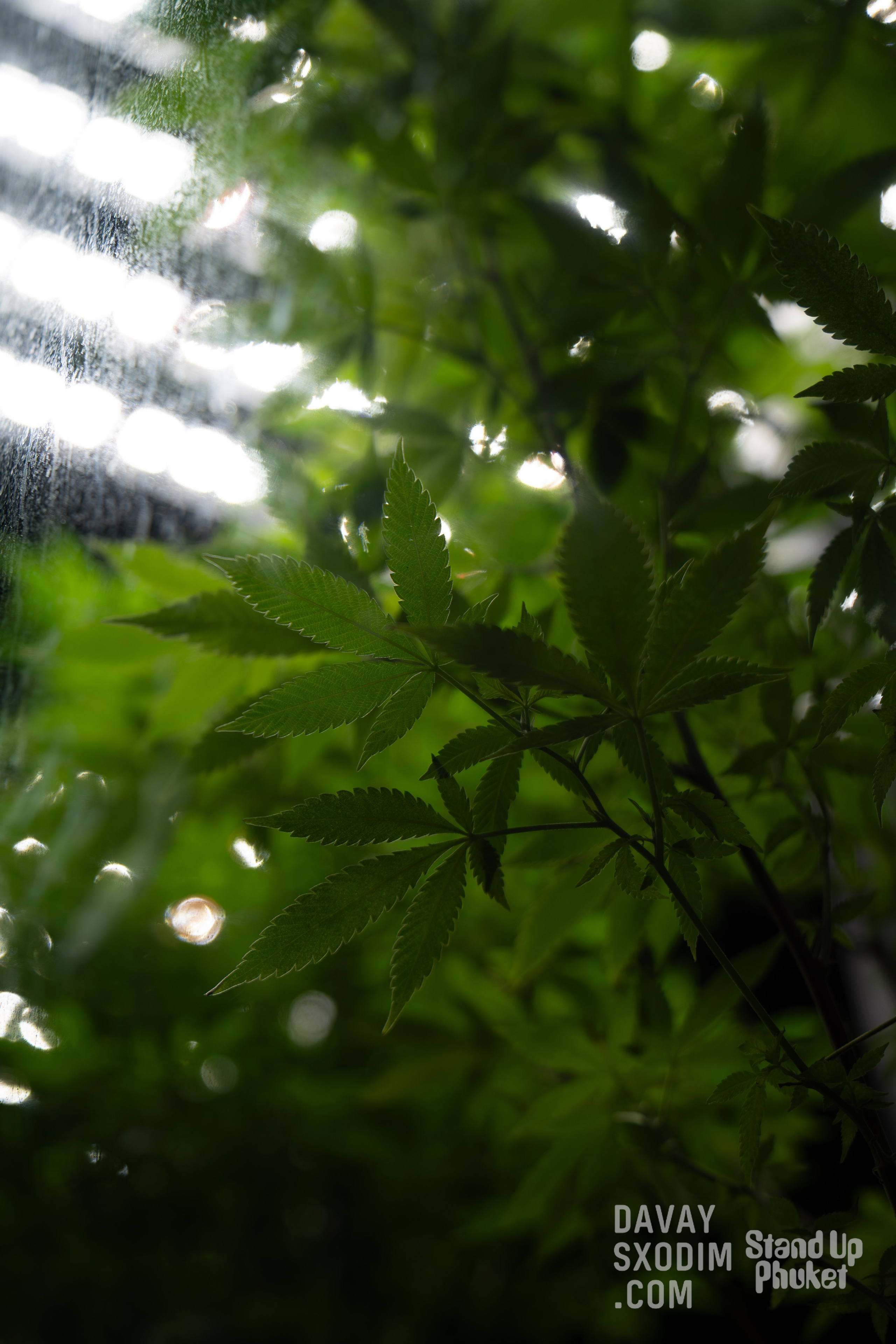 Standup-шоу «Тай-Болтай» | Фоторепортаж | Афиша | DAVAYSXODIM.com PHUKET. АФИША|ФОТОРЕПОРТАЖИ|ИВЕНТЫ|ПХУКЕТ